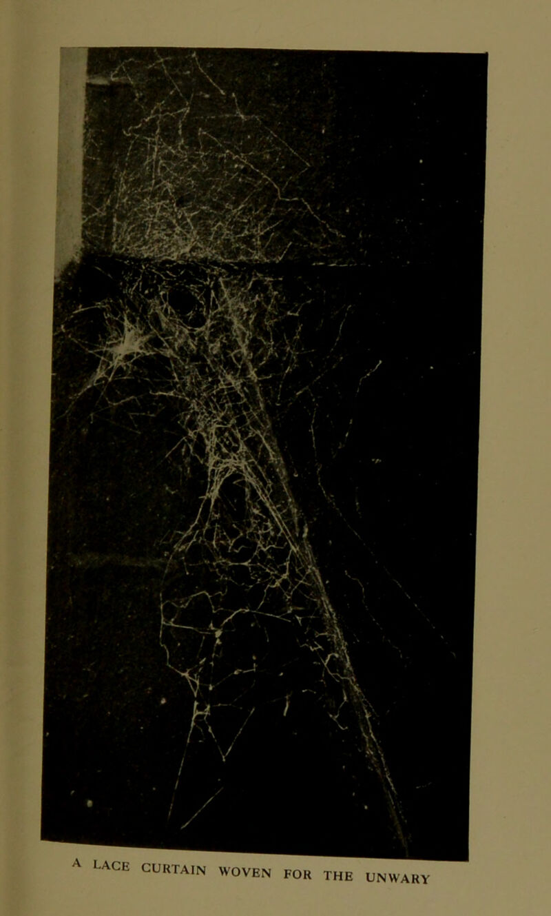 A LACE curtain WOVEN FOR THE UNWARY