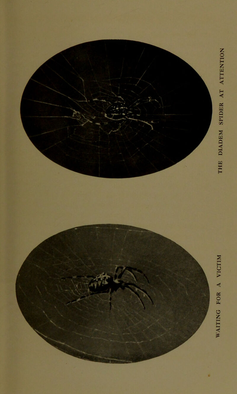 THE DIADEM SPIDER AT ATTENTION
