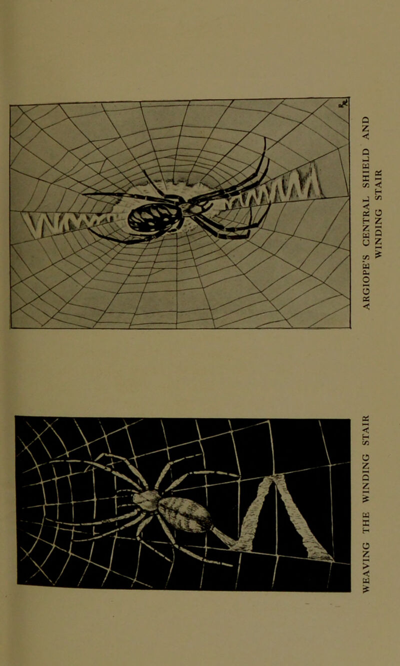 WEAVING THE WINDING STAIR ARGIOPE’S CENTRAL SHIELD WINDING STAIR