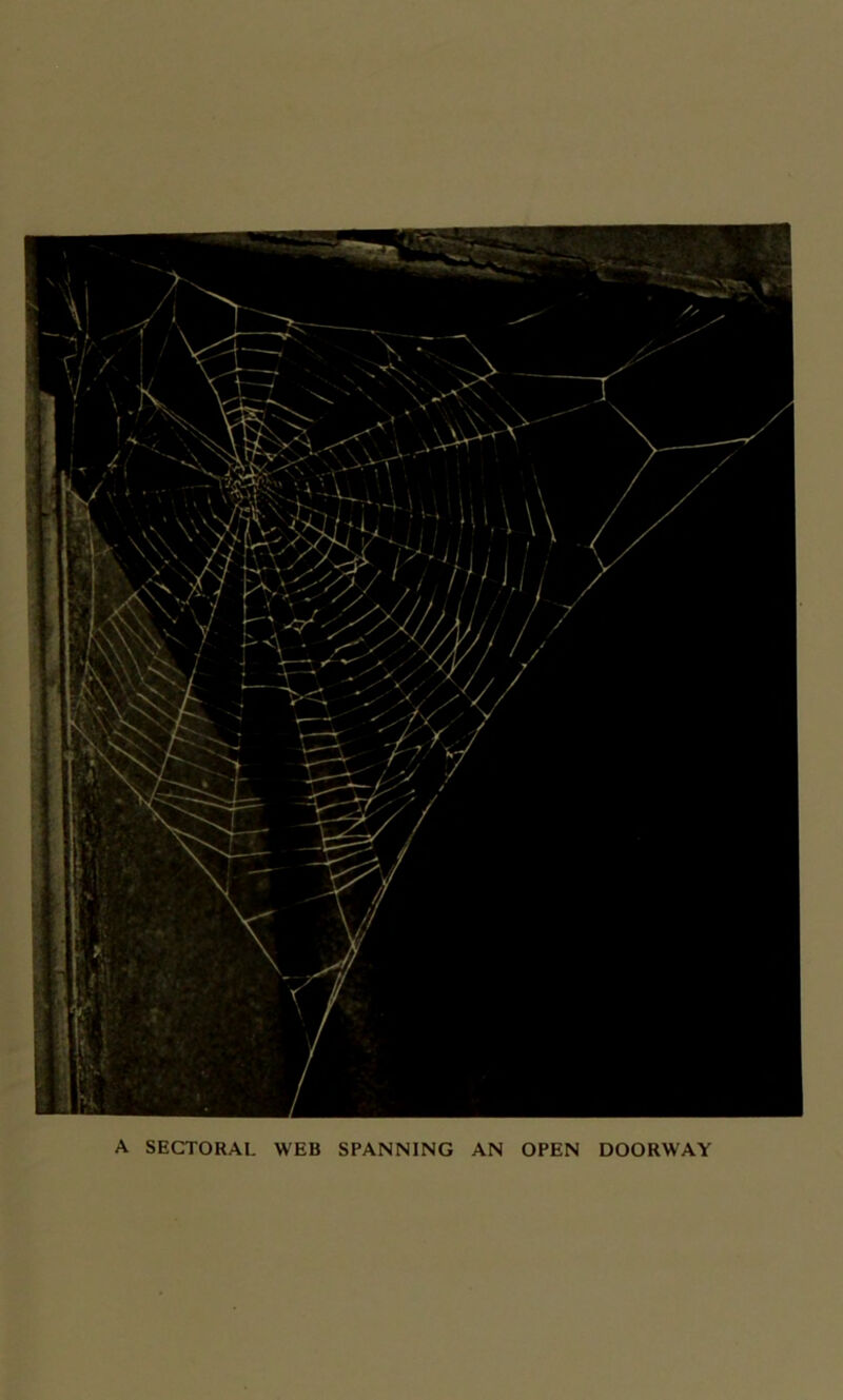 A SECTORAL WEB SPANNING AN OPEN DOORWAY