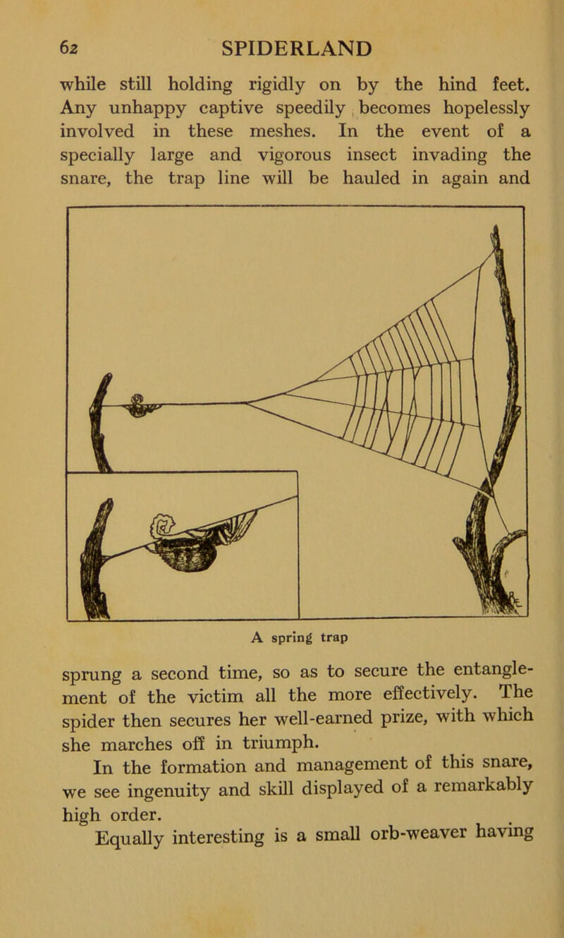 while still holding rigidly on by the hind feet. Any unhappy captive speedily becomes hopelessly involved in these meshes. In the event of a specially large and vigorous insect invading the snare, the trap line will be hauled in again and sprung a second time, so as to secure the entangle- ment of the victim all the more effectively. The spider then secures her well-earned prize, with which she marches off in triumph. In the formation and management of this snare, we see ingenuity and skill displayed of a remarkably high order. Equally interesting is a small orb-weaver having