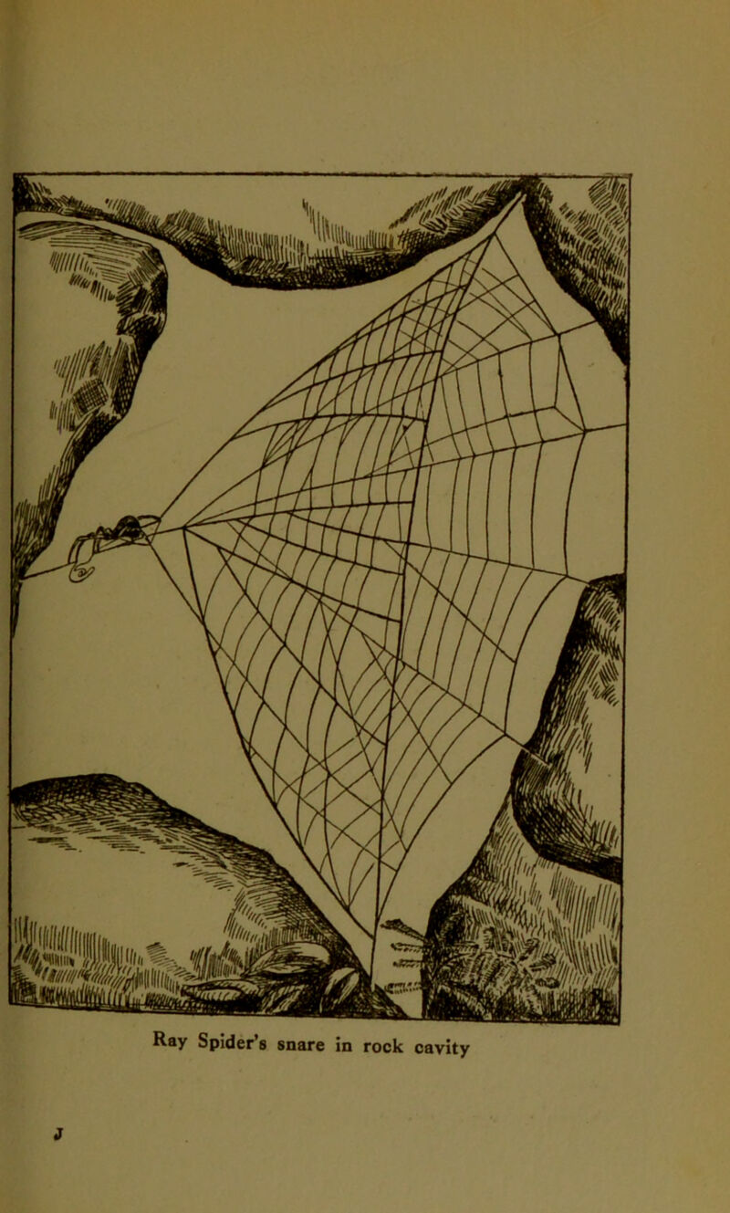 Ray Spider’s snare in rock cavity J