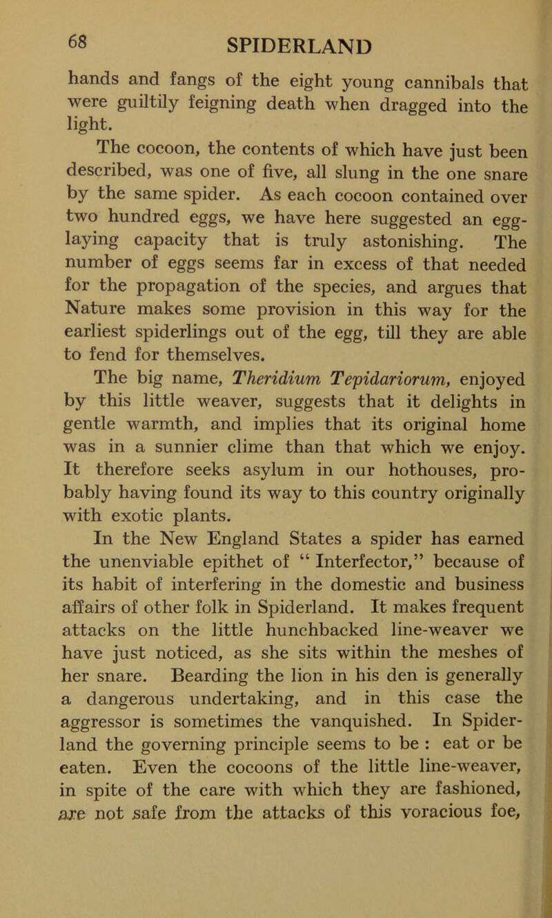 hands and fangs of the eight young cannibals that were guiltily feigning death when dragged into the light. The cocoon, the contents of which have just been described, was one of five, all slung in the one snare by the same spider. As each cocoon contained over two hundred eggs, we have here suggested an egg- laying capacity that is truly astonishing. The number of eggs seems far in excess of that needed for the propagation of the species, and argues that Nature makes some provision in this way for the earliest spiderlings out of the egg, till they are able to fend for themselves. The big name, Theridium Tepidariorum, enjoyed by this little weaver, suggests that it delights in gentle warmth, and implies that its original home was in a sunnier clime than that which we enjoy. It therefore seeks asylum in our hothouses, pro- bably having found its way to this country originally with exotic plants. In the New England States a spider has earned the unenviable epithet of “ Interfector,” because of its habit of interfering in the domestic and business affairs of other folk in Spiderland. It makes frequent attacks on the little hunchbacked line-weaver we have just noticed, as she sits within the meshes of her snare. Bearding the lion in his den is generally a dangerous undertaking, and in this case the aggressor is sometimes the vanquished. In Spider- land the governing principle seems to be : eat or be eaten. Even the cocoons of the little line-weaver, in spite of the care with which they are fashioned, are not safe from the attacks of this voracious foe,