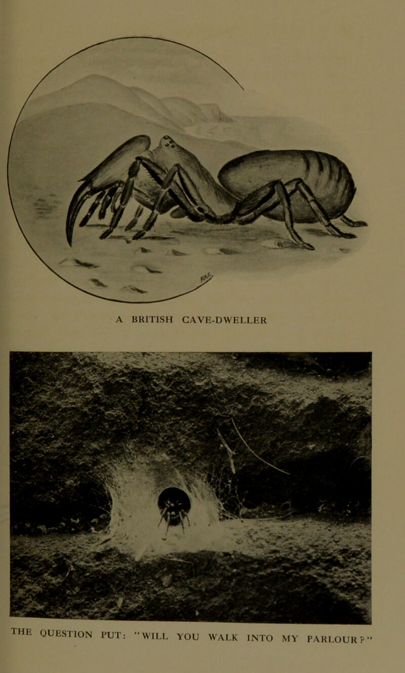A BRITISH CAVE-DWELLER THE QUESTION PUT: WILL YOU WALK INTO MY PARLOUR?” mm