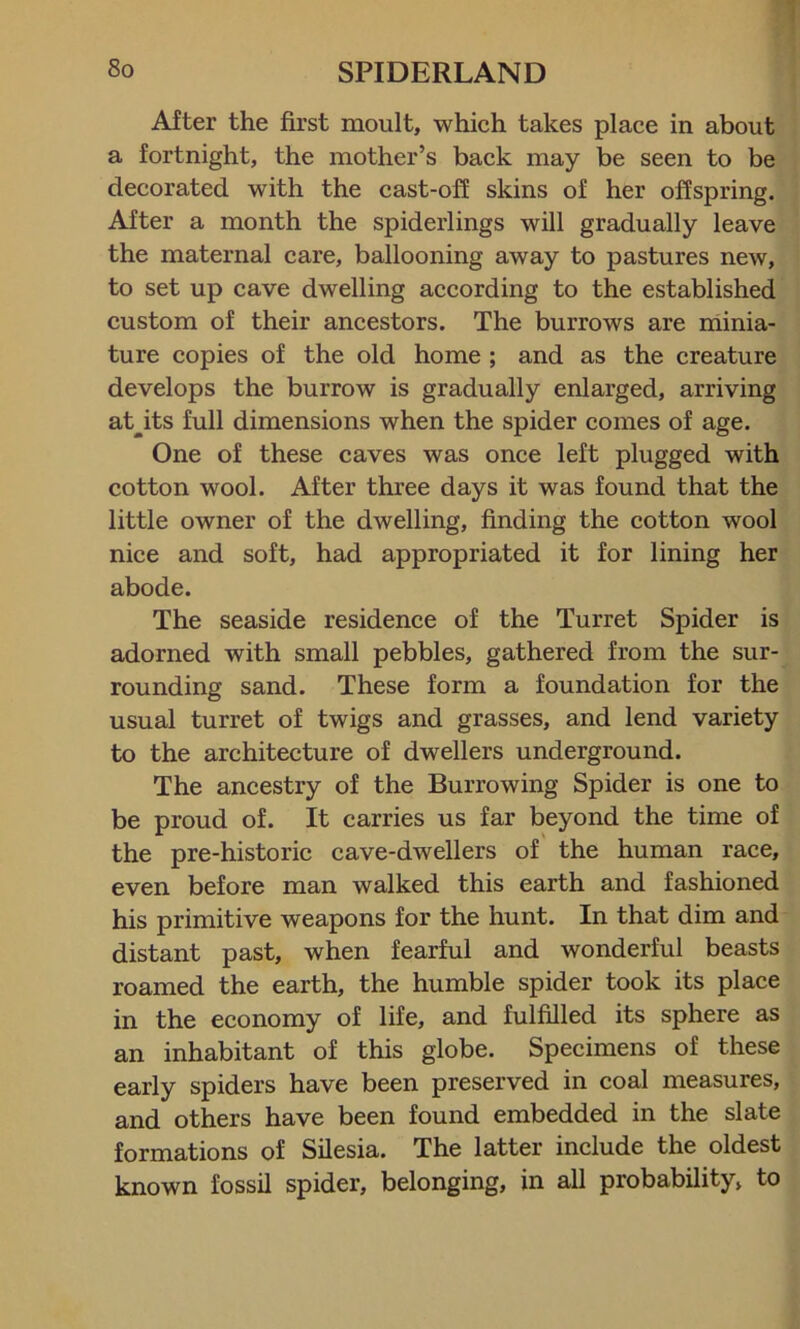 After the first moult, which takes place in about a fortnight, the mother’s back may be seen to be decorated with the cast-off skins of her offspring. After a month the spiderlings will gradually leave the maternal care, ballooning away to pastures new, to set up cave dwelling according to the established custom of their ancestors. The burrows are minia- ture copies of the old home ; and as the creature develops the burrow is gradually enlarged, arriving at^its full dimensions when the spider comes of age. One of these caves was once left plugged with cotton wool. After three days it was found that the little owner of the dwelling, finding the cotton wool nice and soft, had appropriated it for lining her abode. The seaside residence of the Turret Spider is adorned with small pebbles, gathered from the sur- rounding sand. These form a foundation for the usual turret of twigs and grasses, and lend variety to the architecture of dwellers underground. The ancestry of the Burrowing Spider is one to be proud of. It carries us far beyond the time of the pre-historic cave-dwellers of the human race, even before man walked this earth and fashioned his primitive weapons for the hunt. In that dim and distant past, when fearful and wonderful beasts roamed the earth, the humble spider took its place in the economy of life, and fulfilled its sphere as an inhabitant of this globe. Specimens of these early spiders have been preserved in coal measures, and others have been found embedded in the slate formations of Silesia. The latter include the oldest known fossil spider, belonging, in all probability, to