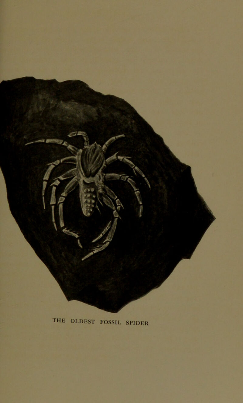 the oldest fossil spider