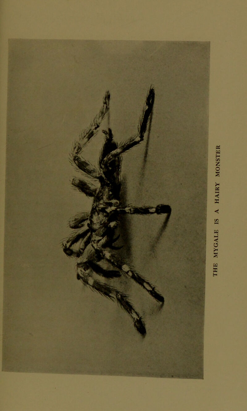 THE MYGALE IS A HAIRY MONSTER
