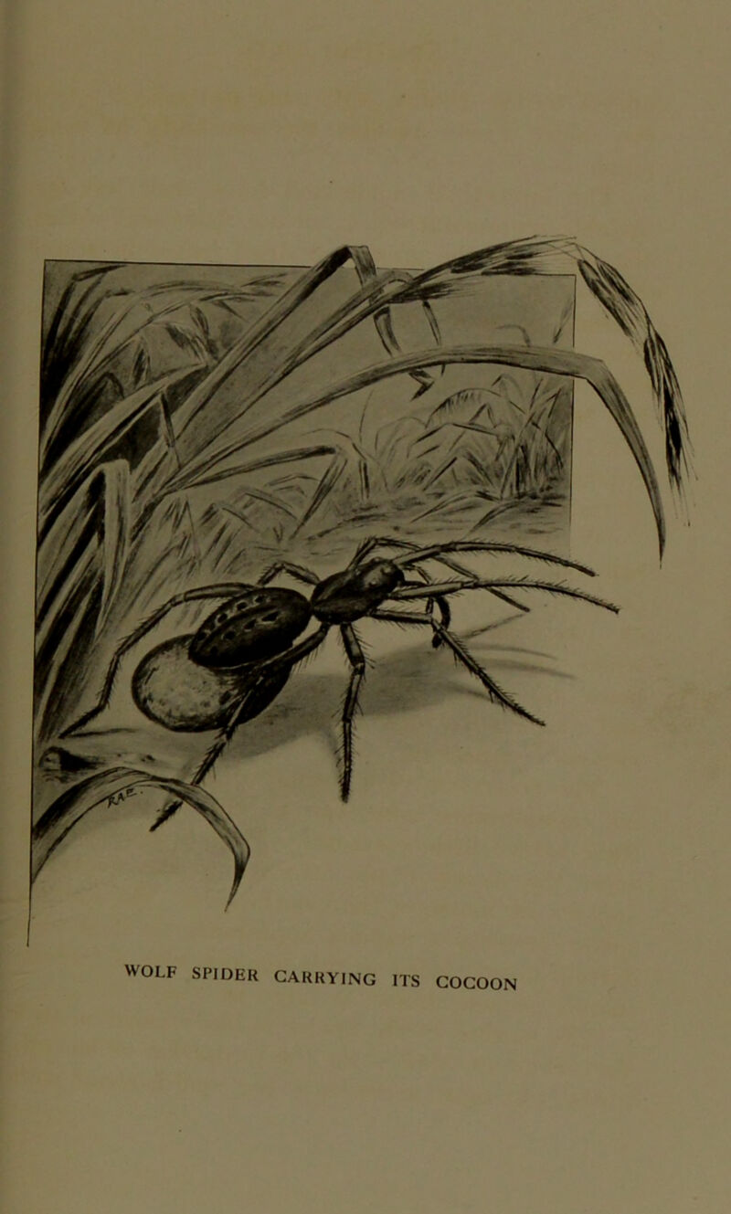 WOLF SPIDER CARRYING ITS COCOON