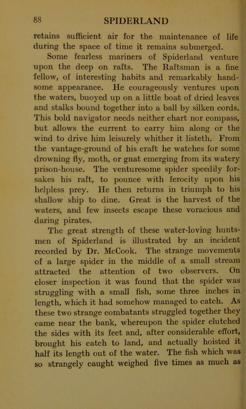 retains sufficient air for the maintenance of life during the space of time it remains submerged. Some fearless mariners of Spiderland venture upon the deep on rafts. The Raftsman is a fine fellow, of interesting habits and remarkably hand- some appearance. He courageously ventures upon the waters, buoyed up on a little boat of dried leaves and stalks bound together into a ball by silken cords. This bold navigator needs neither chart nor compass, but allows the current to carry him along or the wind to drive him leisurely whither it listeth. From the vantage-ground of his craft he watches for some drowning fly, moth, or gnat emerging from its watery prison-house. The venturesome spider speedily for- sakes his raft, to pounce with ferocity upon his helpless prey. He then returns in triumph to his shallow ship to dine. Great is the harvest of the waters, and few insects escape these voracious and daring pirates. The great strength of these water-loving hunts- men of Spiderland is illustrated by an incident recorded by Dr. McCook. The strange movements of a large spider in the middle of a small stream attracted the attention of two observers. On closer inspection it was found that the spider was struggling with a small fish, some three inches in length, which it had somehow managed to catch. As these two strange combatants struggled together they came near the bank, whereupon the spider clutched the sides with its feet and, after considerable effort, brought his catch to land, and actually hoisted it half its length out of the water. The fish which w'as so strangely caught weighed five times as much as