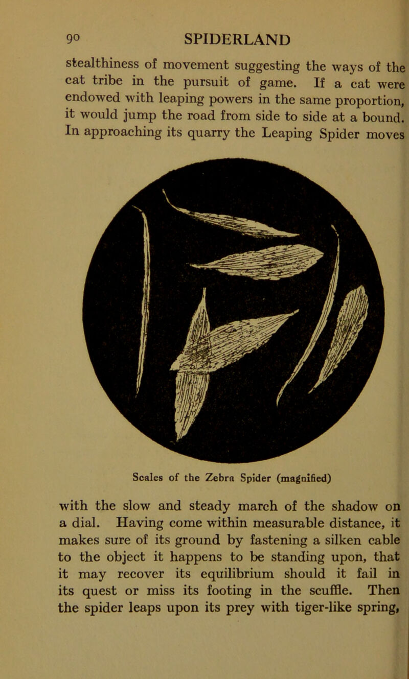stealthiness of movement suggesting the ways of the cat tribe in the pursuit of game. If a cat were endowed with leaping powers in the same proportion, it would jump the road from side to side at a bound. In approaching its quarry the Leaping Spider moves Scales of the Zebra Spider (magnified) with the slow and steady march of the shadow on a dial. Having come within measurable distance, it makes sure of its ground by fastening a silken cable to the object it happens to be standing upon, that it may recover its equilibrium should it fail in its quest or miss its footing in the scuffle. Then the spider leaps upon its prey with tiger-like spring,