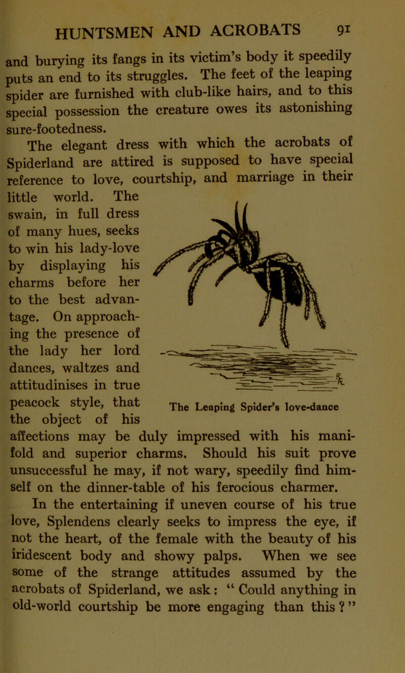 and burying its fangs in its victim’s body it speedily puts an end to its struggles. The feet of the leaping spider are furnished with club-like hairs, and to this special possession the creature owes its astonishing sure-footedness. The elegant dress with which the acrobats of Spiderland are attired is supposed to have special reference to love, courtship, and marriage in their little world. The swain, in full dress of many hues, seeks to win his lady-love by displaying his charms before her to the best advan- tage. On approach- ing the presence of the lady her lord dances, waltzes and attitudinises in true peacock style, that The Leaping Spider’s love-dance the object of his affections may be duly impressed with his mani- fold and superior charms. Should his suit prove unsuccessful he may, if not wary, speedily find him- self on the dinner-table of his ferocious charmer. In the entertaining if uneven course of his true love, Splendens clearly seeks to impress the eye, if not the heart, of the female with the beauty of his iridescent body and showy palps. When we see some of the strange attitudes assumed by the acrobats of Spiderland, we ask: “ Could anything in old-world courtship be more engaging than this ? ”