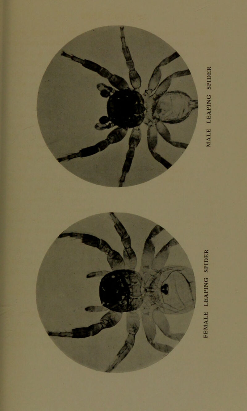 FEMALE LEAPING SPIDER