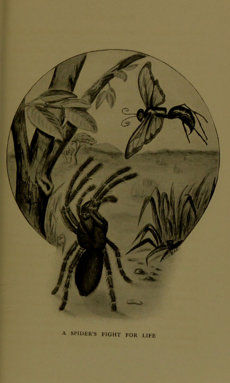 A SPIDER’S FIGHT FOR LIFE