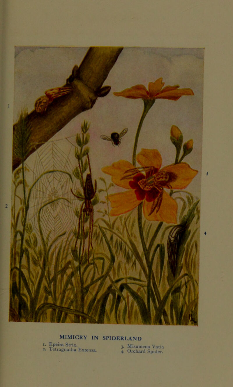 mimicry in 1. Epeira Strix. 2. Tetragnatha Extensa. SPIDERLAND 3. Misumena Vatia