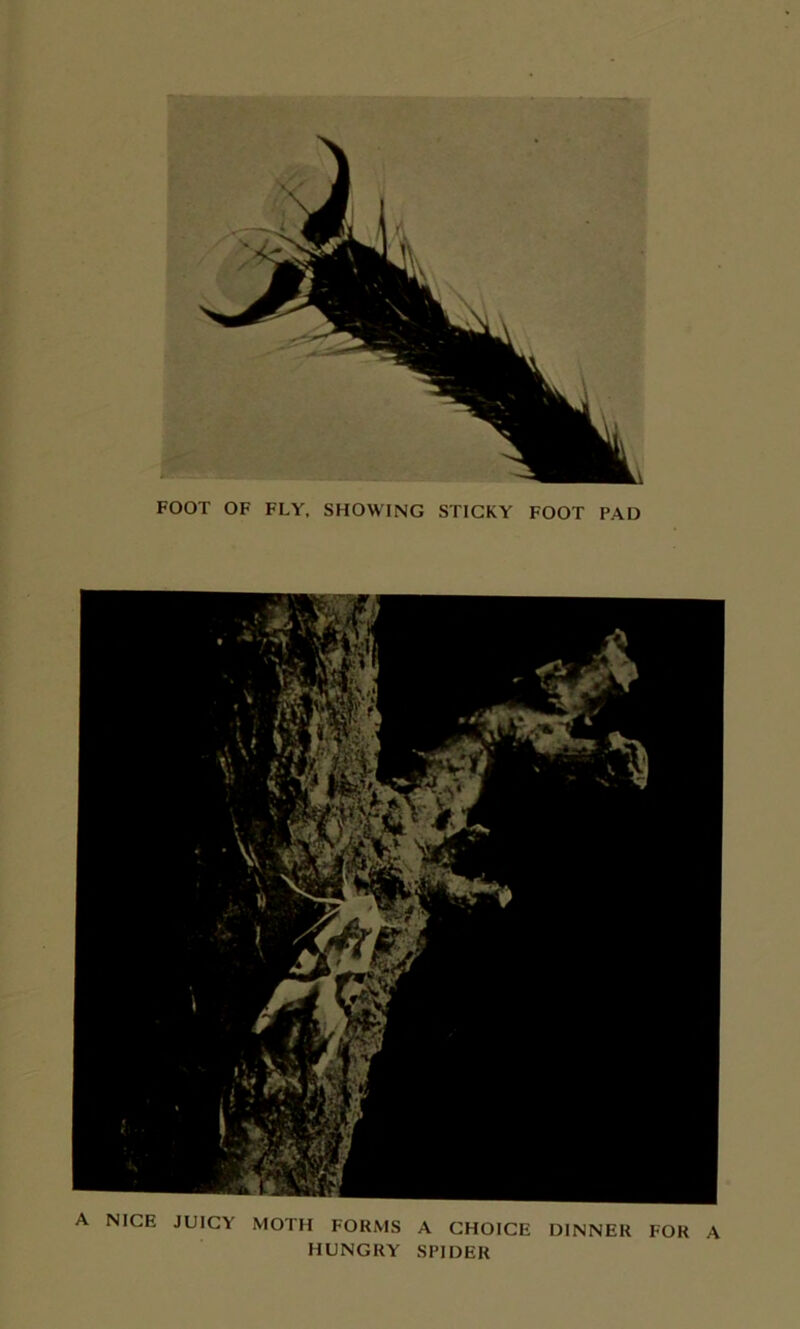 A NICE JUICY MOTH FORMS A CHOICE DINNER FOR A HUNGRY SPIDER