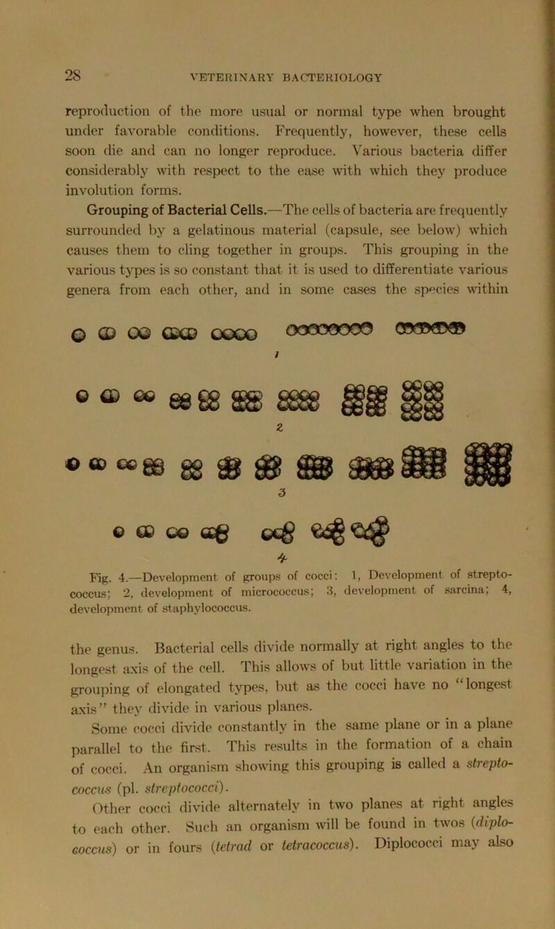 2S reproduction of the more usual or normal type when brought under favorable conditions. Frequently, however, these cells soon die and can no longpr reproduce. Various bacteria differ considerably with respect to the ease with which they produce involution forms. Grouping of Bacterial Cells.—The cells of bacteria are frequently surrounded by a gelatinous material (capsule, see below) which causes them to cling together in groups. This grouping in the various types is so constant that it is used to differentiate various genera from each other, and in some cases the species within Q O) OQ GXD OQQO i O ® gggg gg gggg z O CD CC gg © ee c© ceg Cx8 Fig. 4.—Development of groups of cocci: 1, Development of strepto- coccus; 2, development of micrococcus; 3, development of snrcina; 4, development of staphylococcus. the genus. Bacterial cells divide normally at right angles to the longest axis of the cell. This allows of but little variation in the grouping of elongated types, but as the cocci have no longest axis” they divide in various planes. Some cocci divide constantly in the same plane or in a plane parallel to the first. This results in the formation of a chain of cocci. An organism showing this grouping is called a strepto- coccus (pi. streptococci). Other cocci divide alternately in two planes at right angles to each other. Such an organism will be found in twos (diplo- coccus) or in fours (tetrad or tetracoccus). Diploeoui niaj also