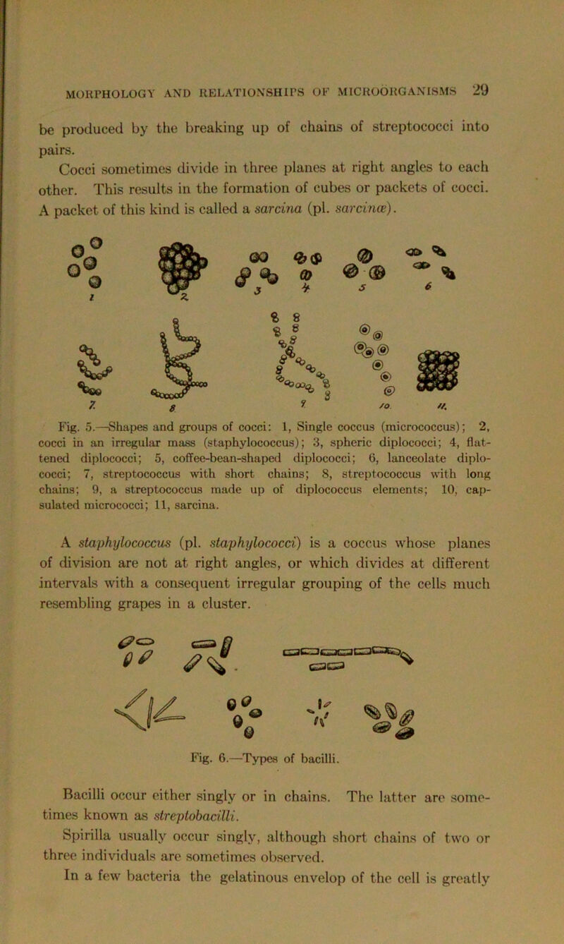 be produced by the breaking up of chains of streptococci into pairs. Cocci sometimes divide in three planes at right angles to each other. This results in the formation of cubes or packets of cocci. A packet of this kind is called a sarcina (pi. sarcince). Fig. 5.—Shapes and groups of cocci: 1, Single coccus (micrococcus); 2, cocci in an irregular mass (staphylococcus); 3, spheric diplococci; 4, flat- tened diplococci; 5, coffee-bean-shaped diplococci; 6, lanceolate diplo- cocci; 7, streptococcus with short chains; 8, streptococcus with long chains; 9, a streptococcus made up of diplococcus elements; 10, cap- sulated micrococci; 11, sarcina. A staphylococcus (pi. staphylococci) is a coccus whose planes of division are not at right angles, or which divides at different intervals with a consequent irregular grouping of the cells much resembling grapes in a cluster. of 9* Q Q J; >\ Fig. 6.—Types of bacilli. Bacilli occur either singly or in chains. The latter are some- times known as streptobacilli. Spirilla usually occur singly, although short chains of two or three individuals are sometimes observed. In a few bacteria the gelatinous envelop of the cell is greatly