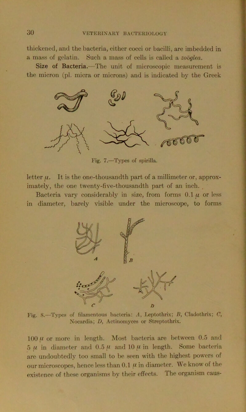thickened, anti the bacteria, either cocci or bacilli, are imbedded in a mass of gelatin. Such a mass of cells is called a zooglea. Size of Bacteria.—The unit of microscopic measurement is the micron (pi. micra or microns) and is indicated by the Greek letter fi. It is the one-thousandth part of a millimeter or, approx- imately, the one twenty-five-thousandth part of an inch. . Bacteria vary considerably in size, from forms 0.1 u or less in diameter, barely visible under the microscope, to forms Fig. 8.—Types of filamentous bacteria: A, Leptothrix; B, Cladothrix; C, Nocardia; D, Actinomyces or Streptothrix. 100 (* or more in length. Most bacteria are between 0.5 and 5 u in diameter and 0.5 ,u and 10 /1 in length. Some bacteria are undoubtedly too small to be seen with the highest powers of our microscopes, hence less than 0.1 (.i in diameter. We know of the existence of these organisms by their effects. The organism caus- Fig. 7.—Types of spirilla.