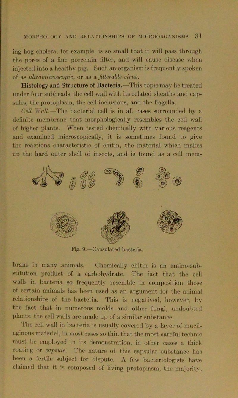 ing hog cholera, for example, is so small that it will pass through the pores of a fine porcelain filter, and will cause disease when injected into a healthy pig. Such an organism is frequently spoken of as uUramicroscopic, or as a filterable virus. Histology and Structure of Bacteria.—This topic may be treated under four subheads, the cell wall with its related sheaths and cap- sules, the protoplasm, the cell inclusions, and the flagella. Cell 11 'all.—The bacterial cell is in all cases surrounded by a definite membrane that morphologically resembles the cell wall of higher plants. When tested chemically with various reagents and examined microscopically, it is sometimes found to give the reactions characteristic of chitin, the material which makes up the hard outer shell of insects, and is found as a cell mem- Fig. 9.—Capsulated bacteria. brane in many animals. Chemically chitin is an amino-sub- stitution product of a carbohydrate. The fact that the cell walls in bacteria so frequently resemble in composition those of certain animals has been used as an argument for the animal relationships of the bacteria. This is negatived, however, by the fact that in numerous molds and other fungi, undoubted plants, the cell walls are made up of a similar substance. The cell wall in bacteria is usually covered by a layer of mucil- aginous material, in most case's so thin that the most careful technic must be employed in its demonstration, in other cases a thick coating or capsule. The nature of this capsular substance has been a fertile subject for dispute. A few bacteriologists have claimed that it is composed of living protoplasm, the majority,