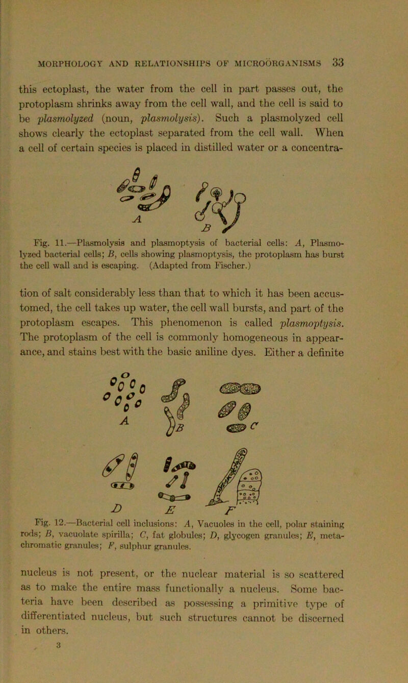 this ectoplast, the water from the cell in part passes out, the protoplasm shrinks away from the cell wall, and the cell is said to be plasmolyzed (noun, plas?nolysis). Such a plasmolyzed cell shows clearly the ectoplast separated from the cell wall. When a cell of certain species is placed in distilled water or a concentra- Fig. 11.—Plasmolysis and plasmoptysis of bacterial cells: A, Plasmo- lyzed bacterial cells; B, cells showing plasmoptysis, the protoplasm has burst the cell wall and is escaping. (Adapted from Fischer.) tion of salt considerably less than that to which it has been accus- tomed, the cell takes up water, the cell wall bursts, and part of the protoplasm escapes. This phenomenon is called plasmoptysis. The protoplasm of the cell is commonly homogeneous in appear- ance, and stains best with the basic aniline dyes. Either a definite Fig. 12.—Bacterial cell inclusions: A, Vacuoles in the cell, polar staining rods; B, vacuolate spirilla; C, fat globules; D, glycogen granules; E, meta- chromatic granules; F, sulphur granules. nucleus is not present, or the nuclear material is so scattered as to make the entire mass functionally a nucleus. Some bac- teria have been described as possessing a primitive type of differentiated nucleus, but such structures cannot be discerned in others. 3
