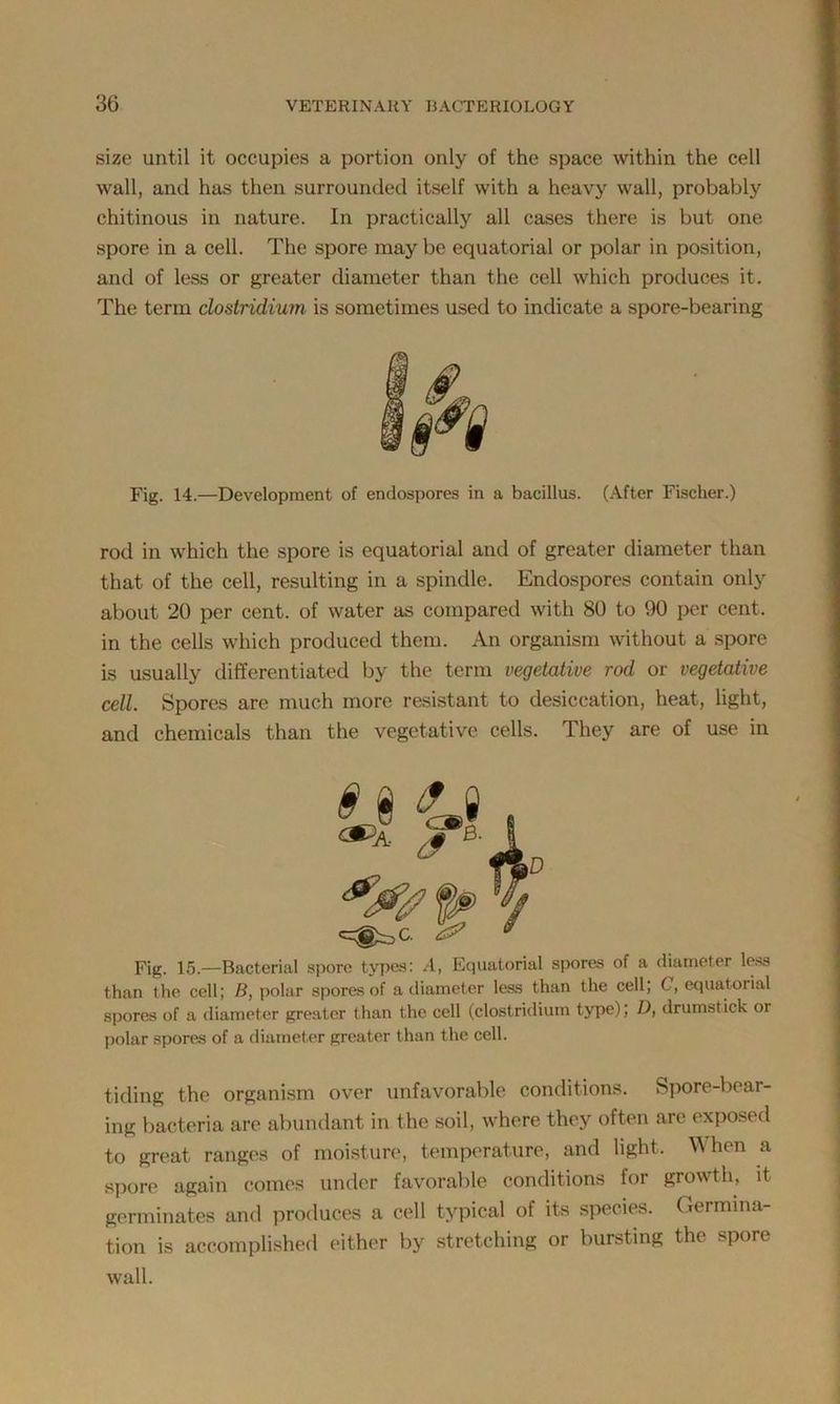 size until it occupies a portion only of the space within the cell wall, and has then surrounded itself with a heavy wall, probably chitinous in nature. In practically all cases there is but one spore in a cell. The spore maybe equatorial or polar in position, and of less or greater diameter than the cell which produces it. The term dostridium is sometimes used to indicate a spore-bearing Fig. 14.—Development of endospores in a bacillus. (After Fischer.) rod in which the spore is equatorial and of greater diameter than that of the cell, resulting in a spindle. Endospores contain only about 20 per cent, of water as compared with 80 to 90 per cent, in the cells which produced them. An organism without a spore is usually differentiated by the term vegetative rod or vegetative cell. Spores are much more resistant to desiccation, heat, light, and chemicals than the vegetative cells. They are of use in Fig. 15.—Bacterial spore types: .4, Equatorial spores of a diameter lews than the cell; B, polar spores of a diameter less than the cell; C, equatorial spores of a diameter greater than the cell (dostridium type); D, drumstick or polar spores of a diameter greater than the cell. tiding the organism over unfavorable conditions. Spore-bear- ing bacteria are abundant in the soil, where they often are exposed to great ranges of moisture, temperature, and light. When a spore again comes under favorable conditions for growth, it germinates and produces a cell typical of its species. Germina- tion is accomplished either by stretching or bursting the spore wall.