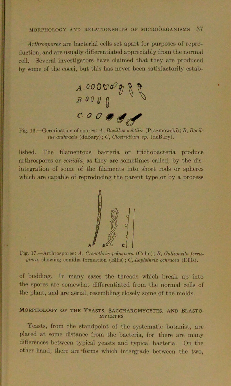 Arthrospores are bacterial cells set apart for purposes of repro- duction, and are usually differentiated appreciably from the normal cell. Several investigators have claimed that they are produced by some of the cocci, but this has never been satisfactorily estab- A.OCQV&fy BOO Q ^ Fig. 16.—Germination of spores: A, Bacillus subtilis (Prazmowski); B, Bacil- lus anthracis (deBary); C, Clostridium sp. (deBary). lished. The filamentous bacteria or trichobacteria produce arthrospores or conidia, as they are sometimes called, by the dis- integration of some of the filaments into short rods or spheres which are capable of reproducing the parent type or by a process 0 A B Fig. 17.—Arthrospores: A, Crenothrix polyspora (Cohn); B, Gallionella fcrru- ginea, showing conidia formation (Ellis); C,Leptothrix ochracea (Ellis). of budding. In many cases the threads which break up into the spores are somewhat differentiated from the normal cells of the plant, and are aerial, resembling closely some of the molds. Morphology of the Yeasts. Saccharomycetes, and Blasto- MYCETES Yeasts, from the standpoint of the systematic botanist, are placed at some distance from the bacteria, for there are many differences between typical yeasts and typical bacteria. On the other hand, there are‘forms which intergrade between the two,