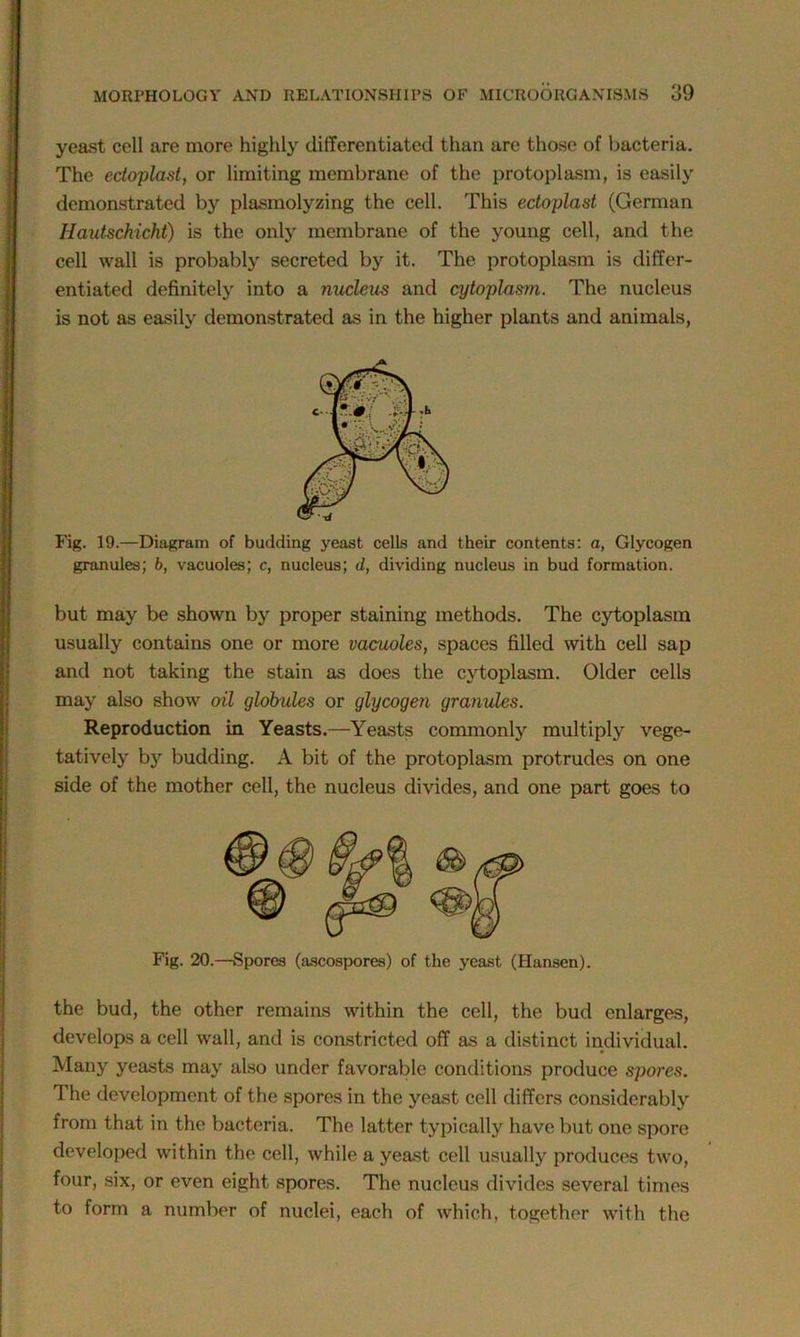 yeast cell are more highly differentiated than are those of bacteria. The edoplast, or limiting membrane of the protoplasm, is easily demonstrated by plasmolyzing the cell. This edoplast (German Hautschicht) is the only membrane of the young cell, and the cell wall is probably secreted by it. The protoplasm is differ- entiated definitely into a nucleus and cytoplasm. The nucleus is not as easily demonstrated as in the higher plants and animals, Fig. 19.—Diagram of budding yeast cells and their contents: a, Glycogen granules; 6, vacuoles; c, nucleus; d, dividing nucleus in bud formation. but may be shown by proper staining methods. The cytoplasm usually contains one or more vacuoles, spaces filled with cell sap and not taking the stain as does the cytoplasm. Older cells may also show oil globules or glycogen granules. Reproduction in Yeasts.—Yeasts commonly multiply vege- tatively by budding. A bit of the protoplasm protrudes on one side of the mother cell, the nucleus divides, and one part goes to the bud, the other remains within the cell, the bud enlarges, develops a cell wall, and is constricted off as a distinct individual. Many yeasts may also under favorable conditions produce spores. The development of the spores in the yeast cell differs considerably from that in the bacteria. The latter typically have but one spore developed within the cell, while a yeast cell usually produces two, four, six, or even eight spores. The nucleus divides several times to form a number of nuclei, each of which, together with the Fig. 20.—Spores (ascospores) of the yeast (Hansen).