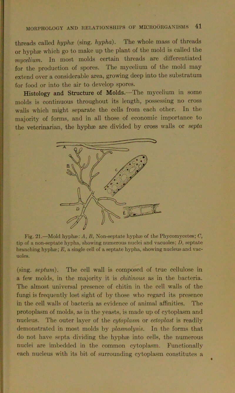 threads called hyphce (sing, hypha). The whole mass of threads or hyphse which go to make up the plant of the mold is called the mycelium. In most molds certain threads are differentiated for the production of spores. The mycelium of the mold may extend over a considerable area, growing deep into the substratum for food or into the air to develop spores. Histology and Structure of Molds.—The mycelium in some molds is continuous throughout its length, possessing no cross walls which might separate the cells from each other. In the majority of forms, and in all those of economic importance to the veterinarian, the hyphse are divided by cross walls or septa Fig. 21.—Mold hypha*: A, B, Non-septate hypha; of the Phycomvcetes; C, tip of a non-septate hypha, showing numerous nuclei and vacuoles; D, septate branching hypha*; E, a single cell of a septate hypha, showing nucleus and vac- uoles. (sing, septum). The cell wall is composed of true cellulose in a few molds, in the majority it is chitinous as in the bacteria. The almost universal presence of chitin in the cell walls of the fungi is frequently lost sight of by those who regard its presence in the cell walls of bacteria as evidence of animal affinities. The protoplasm of molds, as in the yeasts, is made up of cytoplasm and nucleus. The outer layer of the cytoplasm or ectoplast is readily demonstrated in most molds by plasmolysis. In the forms that do not have septa dividing the hyplne into cells, the numerous nuclei are imbedded in the common cytoplasm. Functionally each nucleus with its bit of surrounding cytoplasm constitutes a