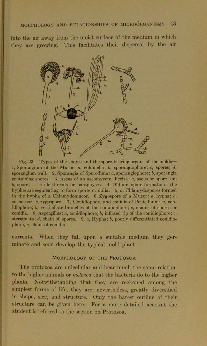 into the air away from the moist surface of the medium in which they are growing. This facilitates their dispersal by the air Fig. 23.—Types of the spores and the spore-bearing organs of the molds— 1, Sporangium of the Mucor: a, columella; b, sporangiophore; c, spores; d, sporangium wall. 2, Sporangia of Sporodinia: a, sporangiophore; b, sporangia containing spores. 3. Ascus of an ascomycete, Peziza: a, ascus or spore sac; b, spore; c, sterile threads or paraphyses. 4, Oi'dium spore formation; the hypha) are segmenting to form spores or oidia. 5, a, Chlamydospores formed in the hypha of a Chlamydomucor. 6, Zygospore of a Mucor: a, hypha; b, suspensor; c, zygospore. 7, Conidiophore and conidia of Penicilliuin: a, con- idiophore; b, verticillate branches of the conidiophore; c, chains of spores or conidia. 8, Aspergillus: a, conidiophore; b, inflated tip of the conidiophore; c, sterigmata; d, chain of spores. 9, a, Hypha; b, poorly differentiated conidio- phore; c, chain of conidia. currents. When they fall upon a suitable medium they ger- minate and soon develop the typical mold plant. Morphology of the Protozoa The protozoa are unicellular and bear much the same relation to the higher animals or metazoa that the bacteria do to the higher plants. Notwithstanding that they are reckoned among the simplest forms of life, they are, nevertheless, greatly diversified in shape, size, and structure. Only the barest outline of their structure can be given here. For a more detailed account the student is referred to the section on Protozoa.