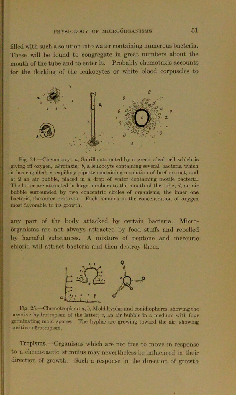 filled with such a solution into water containing numerous bacteria. These will be found to congregate in great numbers about the mouth of the tube and to enter it. Probably chemotaxis accounts for the flocking of the leukocytes or white blood corpuscles to Fig. 24.—Chemotaxy: a, Spirilla attracted by a green algal cell which is giving off oxygen, aerotaxis; b, a leukocyte containing several bacteria which it has engulfed; c, capillary pipette containing a solution of beef extract, and at 2 an air bubble, placed in a drop of water containing motile bacteria. The latter are attracted in large numbers to the mouth of the tube; d, an air bubble surrounded by two concentric circles of organisms, the inner one bacteria, the outer protozoa. Each remains in the concentration of oxygen most favorable to its growth. any part of the body attacked by certain bacteria. Micro- organisms are not always attracted by food stuffs and repelled by harmful substances. A mixture of peptone and mercuric chlorid will attract bacteria and then destroy them. Fig. 25.—Chemotropism: a, b, Mold hyphse and conidiophores, showing the negative hydrotropism of the latter; c, an air bubble in a medium with four germinating mold spores. The hyphai are growing toward the air, showing positive aerotropism. Tropisms.—Organisms which are not free to move in response to a chemotactic stimulus may nevertheless be influenced in their direction of growth. Such a response in the direction of growth o