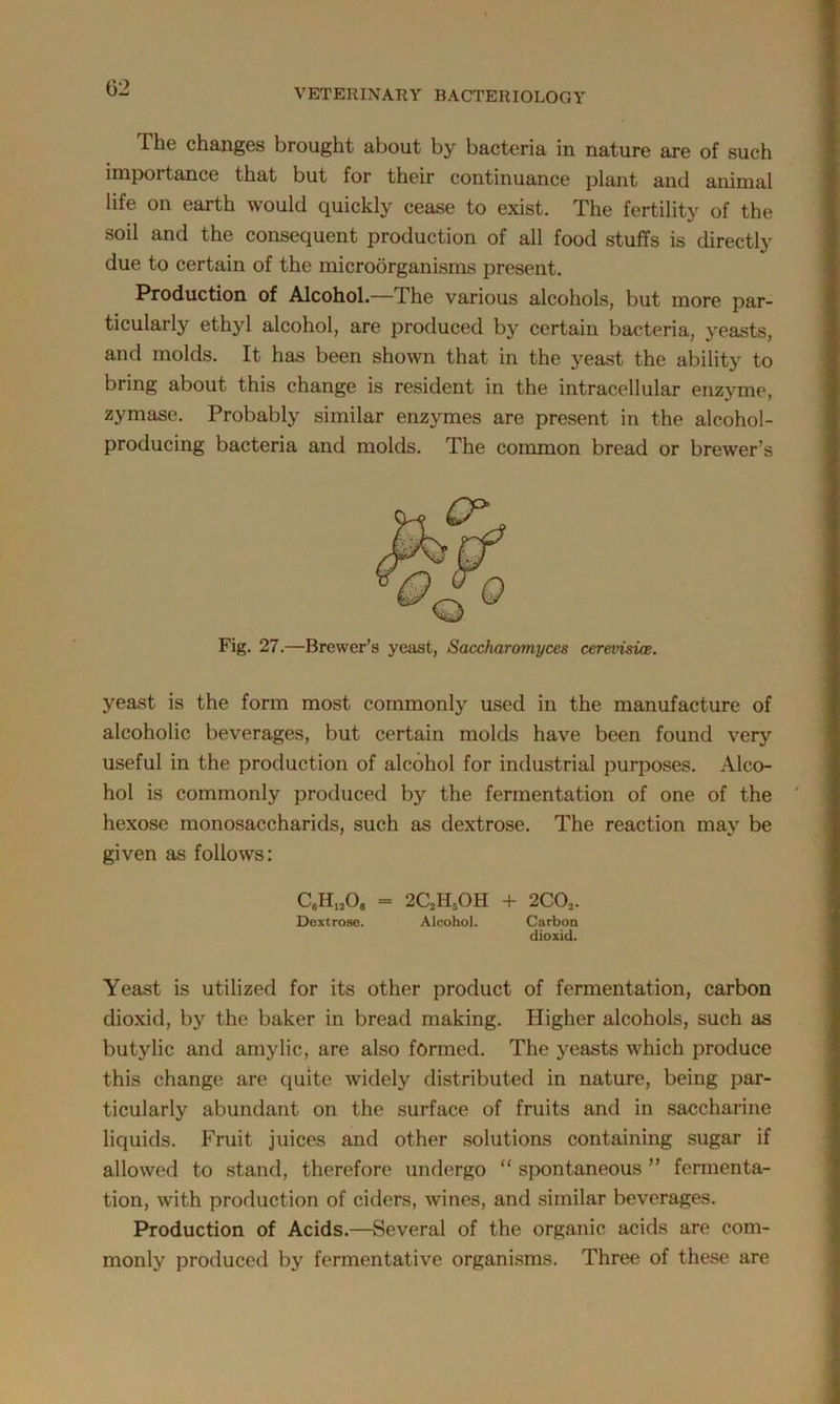 The changes brought about by bacteria in nature are of such importance that but for their continuance plant and animal life on earth would quickly cease to exist. The fertility of the soil and the consequent production of all food stuffs is directly due to certain of the microorganisms present. Production of Alcohol.—The various alcohols, but more par- ticularly ethyl alcohol, are produced by certain bacteria, yeasts, and molds. It has been shown that in the yeast the ability to bring about this change is resident in the intracellular enzyme, zymase. Probably similar enzymes are present in the alcohol- producing bacteria and molds. The common bread or brewer's Fig. 27.—Brewer’s yeast, Saccharomyces cerevisice. yeast is the form most commonly used in the manufacture of alcoholic beverages, but certain molds have been found very useful in the production of alcohol for industrial purposes. Alco- hol is commonly produced by the fermentation of one of the hexose monosaccharids, such as dextrose. The reaction may be given as follows: C6H120, = 2C2H5OH + 2C02. Dextrose. Alcohol. Carbon dioxid. Yeast is utilized for its other product of fermentation, carbon dioxid, by the baker in bread making. Higher alcohols, such as butylic and amylic, are also formed. The yeasts which produce this change are quite widely distributed in nature, being par- ticularly abundant on the surface of fruits and in saccharine liquids. Fruit juices and other solutions containing sugar if allowed to stand, therefore undergo “ spontaneous ” fermenta- tion, with production of ciders, wines, and similar beverages. Production of Acids.—Several of the organic acids are com- monly produced by fermentative organisms. Three of these are