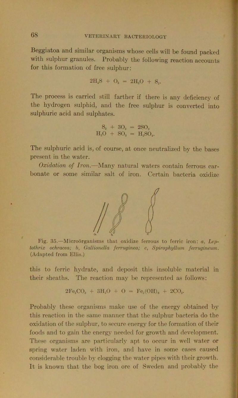 G8 Beggiatoa and similar organisms whose cells will be found packed with sulphur granules. Probably the following reaction accounts for this formation of free sulphur: 2 ELS + O, = 2ELO + S,. The process is carried still farther if there is any deficiency of the hydrogen sulphid, and the free sulphur is converted into sulphuric acid and sulphates. S, + 30, = 2S03 H30 + SO, = HjS04. The sulphuric acid is, of course, at once neutralized by the bases present in the water. Oxidation of Iron.—Many natural waters contain ferrous car- bonate or some similar salt of iron. Certain bacteria oxidize Fig. 35.—Microorganisms that oxidize ferrous to ferric iron: a. Ltp- totlirix ochracea; b, Gallionella ferruginea; c, Spirophyllum ferrugineum. (Adapted from Ellis.) this to ferric hydrate, and deposit this insoluble material in their sheaths. The reaction may be represented as follows: 2Fe,C03 + 3H.0 + O = Fe,(OH){ + 2C0,. Probably these organisms make use of the energy obtained by this reaction in the same manner that the sulphur bacteria do the oxidation of the sulphur, to secure energy for the formation of their foods and to gain the energy needed for growth and development. These organisms are particularly apt to occur in well water or spring water laden with iron, and have in some cases caused considerable trouble by clogging the water pipes with their growth. It is known that the bog iron ore of Sweden and probably the