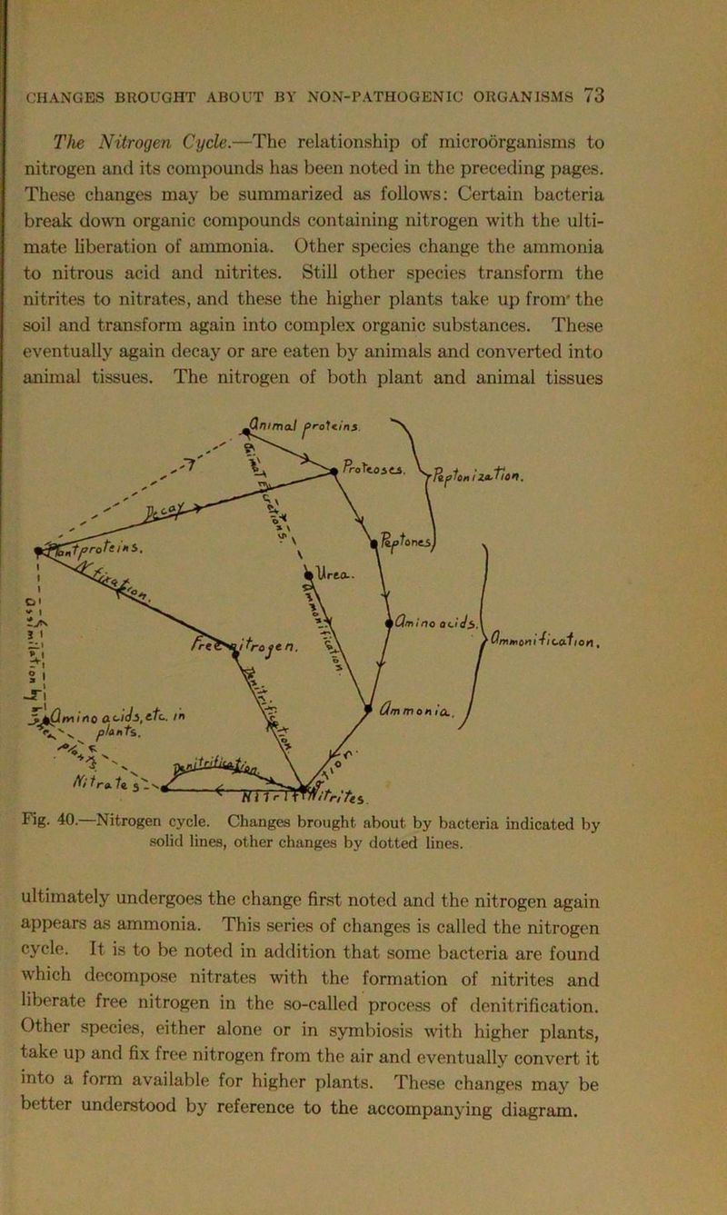 The Nitrogen Cycle.—The relationship of microorganisms to nitrogen and its compounds has been noted in the preceding pages. These changes may be summarized as follows: Certain bacteria break down organic compounds containing nitrogen with the ulti- mate liberation of ammonia. Other species change the ammonia to nitrous acid and nitrites. Still other species transform the nitrites to nitrates, and these the higher plants take up from-the soil and transform again into complex organic substances. These eventually again decay or are eaten by animals and converted into animal tissues. The nitrogen of both plant and animal tissues Fig. 40.—Nitrogen cycle. Changes brought about by bacteria indicated by solid lines, other changes by dotted lines. ultimately undergoes the change first noted and the nitrogen again appears as ammonia. This series of changes is called the nitrogen cycle. It is to be noted in addition that some bacteria are found which decompose nitrates with the formation of nitrites and liberate free nitrogen in the so-called process of denitrification. Other species, either alone or in symbiosis with higher plants, take up and fix free nitrogen from the air and eventually convert it into a form available for higher plants. These changes may be better understood by reference to the accompanying diagram.