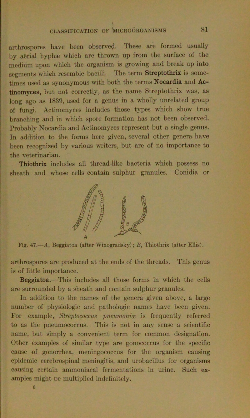 arthrospores have been observed. These are formed usually by aerial hyphse which are thrown up from the surface of the medium upon which the organism is growing and break up into segments which resemble bacilli. The term Streptothrix is some- times used as synonymous with both the terms Nocardia and Ac- tinomyces, but not correctly, as the name Streptothrix was, as long ago as 1839, used for a genus in a wholly unrelated group of fungi. Actinomyces includes those types which show true branching and in which spore formation has not been observed. Probably Nocardia and Actinomyces represent but a single genus. In addition to the forms here given, several other genera have been recognized by various writers, but are of no importance to the veterinarian. Thiothrix includes all thread-like bacteria which possess no sheath and whose cells contain sulphur granules. Conidia or Fig. 47.—A, Beggiatoa (after Winogradsky); B, Thiothrix (after Ellis). arthrospores are produced at the ends of the threads. This genus is of little importance. Beggiatoa.—This includes all those forms in which the cells are surrounded by a sheath and contain sulphur granules. In addition to the names of the genera given above, a large number of physiologic and pathologic names have been given. For example, Streptococcus pneumonia: is frequently referred to as the pneumococcus. This is not in any sense a scientific name, but simply a convenient term for common designation. Other examples of similar type are gonococcus for the specific cause of gonorrhea, meningococcus for the organism causing epidemic cerebrospinal meningitis, and urobacillus for organisms causing certain ammoniacal fermentations in urine. Such ex- amples might be multiplied indefinitely. 6