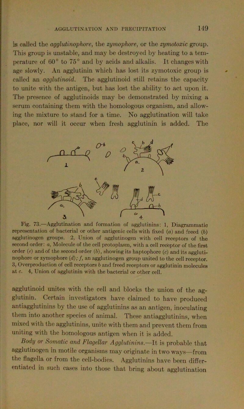 is called the agglutinophore, the zymophore, or the zymotoxic group. This group is unstable, and may be destroyed by heating to a tem- perature of 60° to 75° and by acids and alkalis. It changes with age slowly. An agglutinin which has lost its zymotoxic group is called an agglutinoid. The agglutinoid still retains the capacity to unite with the antigen, but has lost the ability to act upon it. The presence of agglutinoids may be demonstrated by mixing a serum containing them with the homologous organism, and allow- ing the mixture to stand for a time. No agglutination will take place, nor will it occur when fresh agglutinin is added. The Fig. 73.—Agglutination and formation of agglutinins: 1, Diagrammatic representation of bacterial or other antigenic cells with fixed (a) and freed (b) agglutinogen groups. 2, Union of agglutinogen with cell receptors of the second order: a, Molecule of the cell protoplasm, with a cell receptor of the first order (e) and of the second order (6), showing its haptophore (c) and its aggluti- nophore or zymophore (d); /, an agglutinogen group united to the cell receptor. 3, Overproduction of cell receptors b and freed receptors or agglutinin molecules at c. 4, Union of agglutinin with the bacterial or other cell. agglutinoid unites with the cell and blocks the union of the ag- glutinin. Certain investigators have claimed to have produced antiagglutinins by the use of agglutinins as an antigen, inoculating them into another species of animal. These antiagglutinins, when mixed with the agglutinins, unite with them and prevent them from uniting with the homologous antigen when it is added. Body or Somatic and Flagellar Agglutinins.—It is probable that agglutinogen in motile organisms may originate in two ways—from the flagella or from the cell-bodies. Agglutinins have been differ- entiated in such cases into those that bring about agglutination