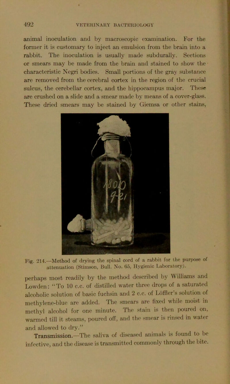 animal inoculation and by macroscopic examination. For the former it is customary to inject an emulsion from the brain into a rabbit. The inoculation is usually made subdurally. Sections or smears may be made from the brain and stained to show the characteristic Negri bodies. Small portions of the gray substance are removed from the cerebral cortex in the region of the crucial sulcus, the cerebellar cortex, and the hippocampus major. Those are crushed on a slide and a smear made by means of a cover-glass. These dried smears may be stained by Giemsa or other stains, Fig. 214.—Method of drying the spinal cord of a rabbit for the purpose of attenuation (Stimson, Bull. No. 65, Hygienic Laboratory). perhaps most readily by the method described by Williams and Lowden: “To 10 c.c. of distilled water three drops of a saturated alcoholic solution of basic fuchsin and 2 c.c. of Lbfller’s solution of methylene-blue are added. The smears are fixed while moist in methyl alcohol for one minute. The stain is then poured on, warmed till it steams, poured off, and the smear is rinsed in water and allowed to dry.” Transmission.—The saliva of diseased animals is found to be infective, and the disease is transmitted commonly through the bite.