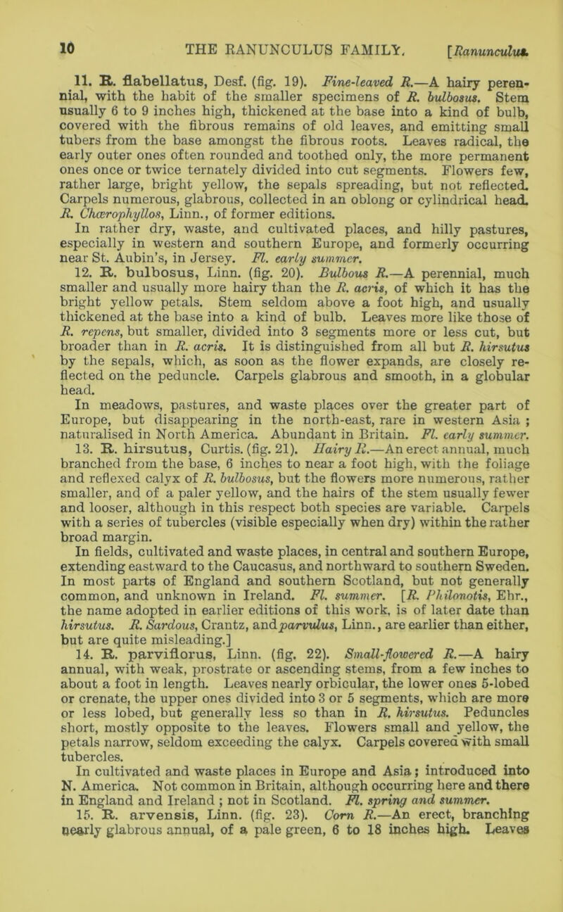 11. B». flabellatus, Desf. (fig. 19). Fine-leaved R.—A hairy peren- nial, with the habit of the smaller specimens of R. hulboam. Stem usually 6 to 9 inches high, thickened at the base into a kind of bulb, covered with the fibrous remains of old leaves, and emitting small tubers from the base amongst the fibrous roots. Leaves radical, the early outer ones often rounded and toothed only, the more permanent ones once or twice ternately divided into cut segments. Flowers few, rather large, bright yellow, the sepals spreading, but not reflected. Carpels numerous, glabrous, collected in an oblong or cylindrical head. R. ChcerophyUofi, Linn., of former editions. In rather dry, waste, and cultivated places, and hilly pastures, especially in western and southern Europe, and formerly occurring near St. Aubin’s, in Jersey. FI. early summer. 12. R. bulbosus, Linn. (fig. 20). Ftdbous R,—A perennial, much smaller and usually more hairy than the R. acris, of which it has the bright yellow petals. Stem seldom above a foot high, and usually thickened at the base into a kind of bulb. Leaves more like those of R. repcns, but smaller, divided into 3 segments more or less cut, but broader than in R. acris. It is distinguished from all but R. hirsutus by the sepals, which, as soon as the flower expands, are closely re- flected on the peduncle. Carpels glabrous and smooth, in a globular head. In meadows, pastures, and waste places over the greater part of Europe, but disappearing in the north-east, rare in western Asia ; naturalised in North America. Abundant in Britain. FI. early summer. 13. R. hirsutus, Curtis, (fig. 21). Hairy li.—An erect annual, much branched from the base, 6 inches to near a foot high, with the foliage and reflexed calyx of R. bulbosus, but the flowers more numerous, rather smaller, and of a paler yellow, and the hairs of the stem usually fewer and looser, although in this respect both species are variable. Carpels with a series of tubercles (visible especially when dry) within the rather broad margin. In flelds, cultivated and waste places, in central and southern Europe, extending eastward to the Caucasus, and northward to southern Sweden. In most parts of England and southern Scotland, but not generally common, and unknown in Ireland. FI. summer. [iZ. Philonctia, Ehr., the name adopted in earlier editions of this work, is of later date than hirsutus. R. Sardous, Crantz, &ndparvulus, Linn., are earlier than either, but are quite misleading.] 14. R. parviflorus, Linn. (fig. 22). Small-flowered R.—A hairy annual, with weak, prostrate or ascending stems, from a few inches to about a foot in length. Leaves nearly orbicular, the lower ones 6-lobed or crenate, the upper ones divided into 3 or 5 segments, which are more or less lobed, but generally less so than in R. hirsutus. Peduncles short, mostly opposite to the leaves. Flowers small and yellow, the petals narrow, seldom exceeding the calyx. Carpels covered with small tubercles. In cultivated and waste places in Europe and Asia; introduced into N. America. Not common in Britain, although occurring here and there in England and Ireland ; not in Scotland. FI. spring and summer. 15. R. arvensis, Linn. (fig. 23). Com R.—An erect, branching oearly glabrous annual, of a pale green, 6 to 18 inches high. Leaves