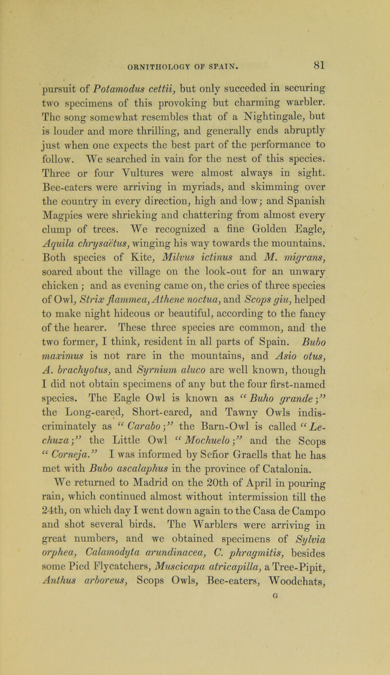 pursuit of Potamodus cettii, but only succeded in securing two specimens of this provoking but charming warbler. The song somewhat resembles that of a Nightingale, but is louder and more thrilling, and generally ends abruptly just when one expects the best part of the performance to follow. We searched in vain for the nest of this species. Three or four Vultures were almost always in sight. Bee-eaters were arriving in myriads, and skimming over the country in every direction, high and low; and Spanish Magpies were shrieking and chattering from almost every clump of trees. We recognized a fine Golden Eagle, Aquila chrysaetus, winging his way towards the mountains. Both species of Kite, Milvus ictinus and M. migrans, soared about the village on the look-out for an unwary chicken; and as evening came on, the cries of three species of Owl, Strix flammea, Athene noctua, and Scops giu, helped to make night hideous or beautiful, according to the fancy of the hearer. These three species are common, and the two former, I think, resident in all parts of Spain. Bubo maximus is not rare in the mountains, and Asio otus, A. bracliyotus, and Syrnium aluco are well known, though I did not obtain specimens of any but the four first-named species. The Eagle Owl is known as “ Buho grande the Long-eared, Short-eared, and Tawny Owls indis- criminately as “Carabo)>} the Barn-Owl is called “ Le- chuza-,” the Little Owl “ Mochuelo •” and the Scops “ Corneja.” I was informed by Senor Graells that he has met with Bubo ascalaphus in the province of Catalonia. We returned to Madrid on the 20th of April in pouring rain, which continued almost without intermission till the 24th, on which day I went down again to the Casa de Campo and shot several birds. The Warblers were arriving in great numbers, and we obtained specimens of Sylvia orphea, Calamodyta arundinacea, C. phragmitis, besides some Pied Flycatchers, Muscicapa atricapilla, a Tree-Pipit, Anthus arboreus, Scops Owls, Bee-eaters, Woodchats, G