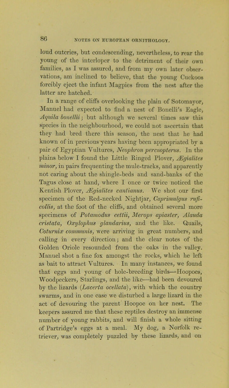 loucl outcries, but condescending, nevertheless, to rear the young of the interloper to the detriment of their own families, as I was assured, and from my own later obser- vations, am inclined to believe, that the young Cuckoos forcibly eject the infant Magpies from the nest after the latter are hatched. In a range of cliffs overlooking the plain of Sotomayor, Manuel had expected to find a nest of Bonelli's Eagle, Aquila bonellii; but although we several times saw this species in the neighbourhood, we could not ascertain that they had bred there this season, the nest that he had known of in previous'years having been appropriated by a pair of Egyptian Vultures, Neophron percnopterus. In the plains below I found the Little Ringed Plover, JEgialites minor, in pairs frequenting the mule-tracks, and apparently not caring about the shingle-beds and sand-banks of the Tagus close at hand, where I once or twice noticed the Kentish Plover, JEgialites cantianus. We shot our first specimen of the Red-necked Nightjar, Caprimulgus rufi- collis, at the foot of the cliffs, and obtained several more specimens of Potamodus cettii, Merops apiaster, Alauda cristata, Oxylophus glandarius, and the like. Quails, Coturnix communis, were arriving in great numbers, and calling in every direction; and the clear notes of the Golden Oriole resounded from the oaks in the valley. Manuel shot a fine fox amongst the rocks, which he left as bait to attract Vultures. In many instances, we found that eggs and young of hole-breeding birds—Hoopoes, Woodpeckers, Starlings, and the like—had been devoured by the lizards (Lacerta ocellata), with which the country swarms, and in one case we disturbed a large lizard in the act of devouring the parent Hoopoe on her nest. The keepers assured me that these reptiles destroy an immense number of young rabbits, and will finish a whole sitting of Partridge's eggs at a meal. My dog, a Norfolk re- triever, was completely puzzled by these lizards, and on