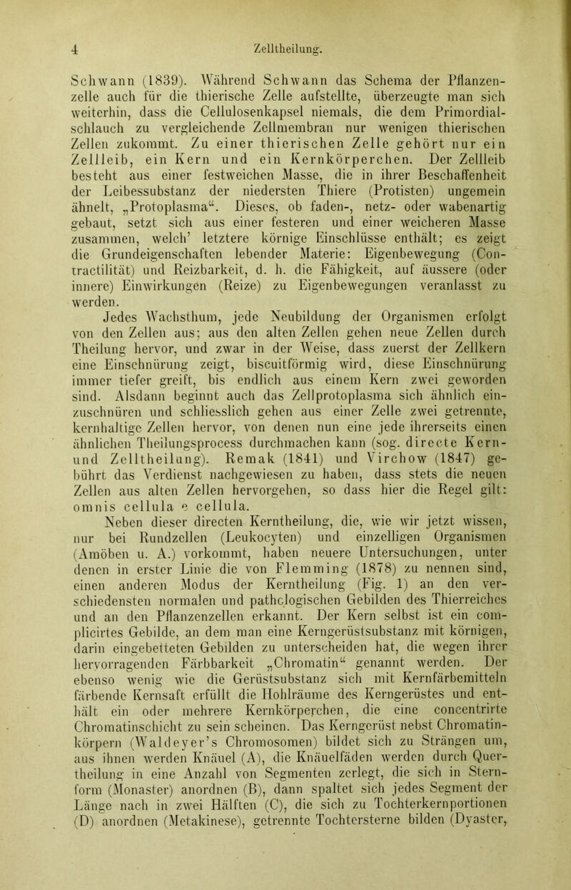 Schwann (1839). Während Schwann das Schema der Pflanzen- zelle auch für die thierische Zelle aufstellte, überzeugte man sich weiterhin, dass die Cellulosenkapsel niemals, die dem Primordial- schlauch zu vergleichende Zellmembran nur wenigen thierischen Zellen zukommt. Zu einer thierischen Zelle gehört nur ein Zellleib, ein Kern und ein Kernkörperchen. Der Zellleib besteht aus einer festweichen Masse, die in ihrer Beschaffenheit der Leibessubstanz der niedersten Thiere (Protisten) ungemein ähnelt, „Protoplasma“. Dieses, ob faden-, netz- oder wabenartig gebaut, setzt sich aus einer festeren und einer weicheren Masse zusammen, welch’ letztere körnige Einschlüsse enthält; es zeigt die Grundeigenschaften lebender Materie: Eigenbewegung (Con- iractilität) und .Reizbarkeit, d. h. die Fähigkeit, auf äussere (oder innere) Einwirkungen (Reize) zu Eigenbewegungen veranlasst zu werden. Jedes Wachsthum, jede Neubildung der Organismen erfolgt von den Zellen aus; aus den alten Zellen gehen neue Zellen durch Theilung hervor, und zwar in der Weise, dass zuerst der Zellkern eine Einschnürung zeigt, biseuitförmig wird, diese Einschnürung immer tiefer greift, bis endlich aus einem Kern zwei geworden sind. Alsdann beginnt auch das Zellprotoplasma sich ähnlich ein- zuschnüren und schliesslich gehen aus einer Zelle zwei getrennte, kernhaltige Zellen hervor, von denen nun eine jede ihrerseits einen ähnlichen Theilungsprocess durchmachen kann (sog. directe Kern- und Zelltheilung). Remak (1841) und Virchow (1847) ge- bührt das Verdienst nachgewiesen zu haben, dass stets die neuen Zellen aus alten Zellen hervorgehen, so dass hier die Regel gilt: omnis cellula e cellula. Neben dieser directen Kerntheilung, die, wie wir jetzt wissen, nur bei Rundzellen (Leukocyten) und einzelligen Organismen (Amöben u. A.) vorkommt, haben neuere Untersuchungen, unter denen in erster Linie die von Flemming (1878) zu nennen sind, einen anderen Modus der Kerntheilung (Fig. 1) an den ver- schiedensten normalen und pathologischen Gebilden des Thierreiches und an den Pflanzenzellen erkannt. Der Kern selbst ist ein com- plicirtes Gebilde, an dem man eine Kerngerüstsubstanz mit körnigen, darin eingebetteten Gebilden zu unterscheiden hat, die wegen ihrer hervorragenden Färbbarkeit „Chromatin“ genannt werden. Der ebenso wenig wie die Gerüstsubstanz sich mit Kernfärbemitteln färbende Kernsaft erfüllt die Hohlräume des Kerngerüstes und ent- hält ein oder mehrere Kernkörperchen, die eine concentrirtc Chromatinschicht zu sein scheinen. Das Kerngerüst nebst Chromatin- körpern (Waldeyer’s Chromosomen) bildet sich zu Strängen um, aus ihnen werden Knäuel (A), die Knäuelfäden werden durch Qucr- theilung in eine Anzahl von Segmenten zerlegt, die sich in Stern- form (Monaster) anordnen (B), dann spaltet sich jedes Segment der Länge nach in zwei Hälften (C), die sich zu Tochterkernportionen (D) anordnen (Metakinese), getrennte Tochtersterne bilden (Dyaster,