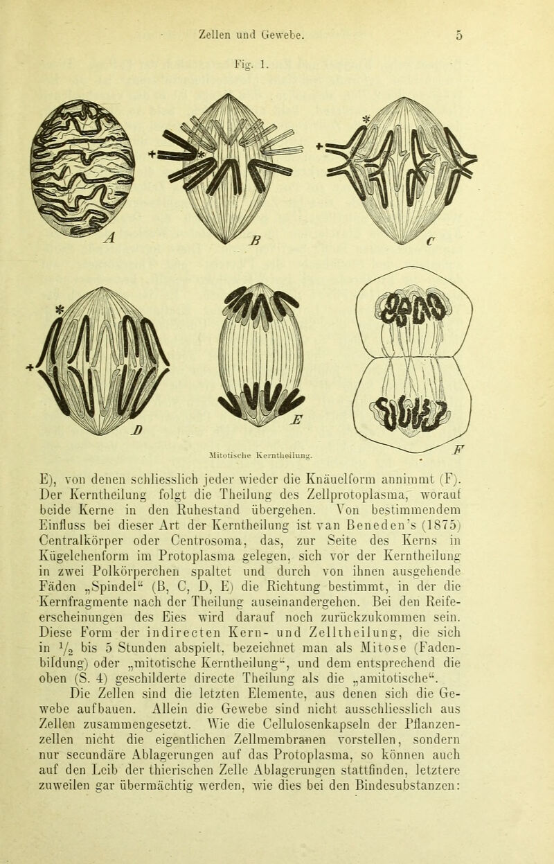 Fig. 1. E), von denen schliesslich jeder wieder die Knäuelform annimmt (F). Der Iverntheilung folgt die Theilung des Zellprotoplasma, worauf beide Kerne in den Ruhestand übergehen. Von bestimmendem Einfluss bei dieser Art der Iverntheilung ist van Beneden’s (1875) Centralkörper oder Centrosoma, das, zur Seite des Kerns in Kügelehenform im Protoplasma gelegen, sich vor der Iverntheilung in zwei Polkörperchen spaltet und durch von ihnen ausgehende Fäden „Spindel“ (B, C, D, E) die Richtung bestimmt, in der die Kernfragmente nach der Theilung auseinandergehen. Bei den Reife- erscheinungen des Eies wird darauf noch zurückzukommen sein. Diese Form der indirecten Kern- und Zelltheilung, die sich in y2 bis 5 Stunden abspielt, bezeichnet man als Mitose (Faden- bildung) oder „mitotische Iverntheilung“, und dem entsprechend die oben (S. 4) geschilderte directe Theilung als die „amitotische“. Die Zellen sind die letzten Elemente, aus denen sich die Ge- webe aufbauen. Allein die Gewebe sind nicht ausschliesslich aus Zellen zusammengesetzt. Wie die Cellulosenkapseln der Pflanzen- zellen nicht die eigentlichen Zellmembranen vorstellen, sondern nur secundäre Ablagerungen auf das Protoplasma, so können auch auf den Leib der thierischen Zelle Ablagerungen stattfinden, letztere zuweilen gar übermächtig werden, wie dies bei den Bindesubstanzen: