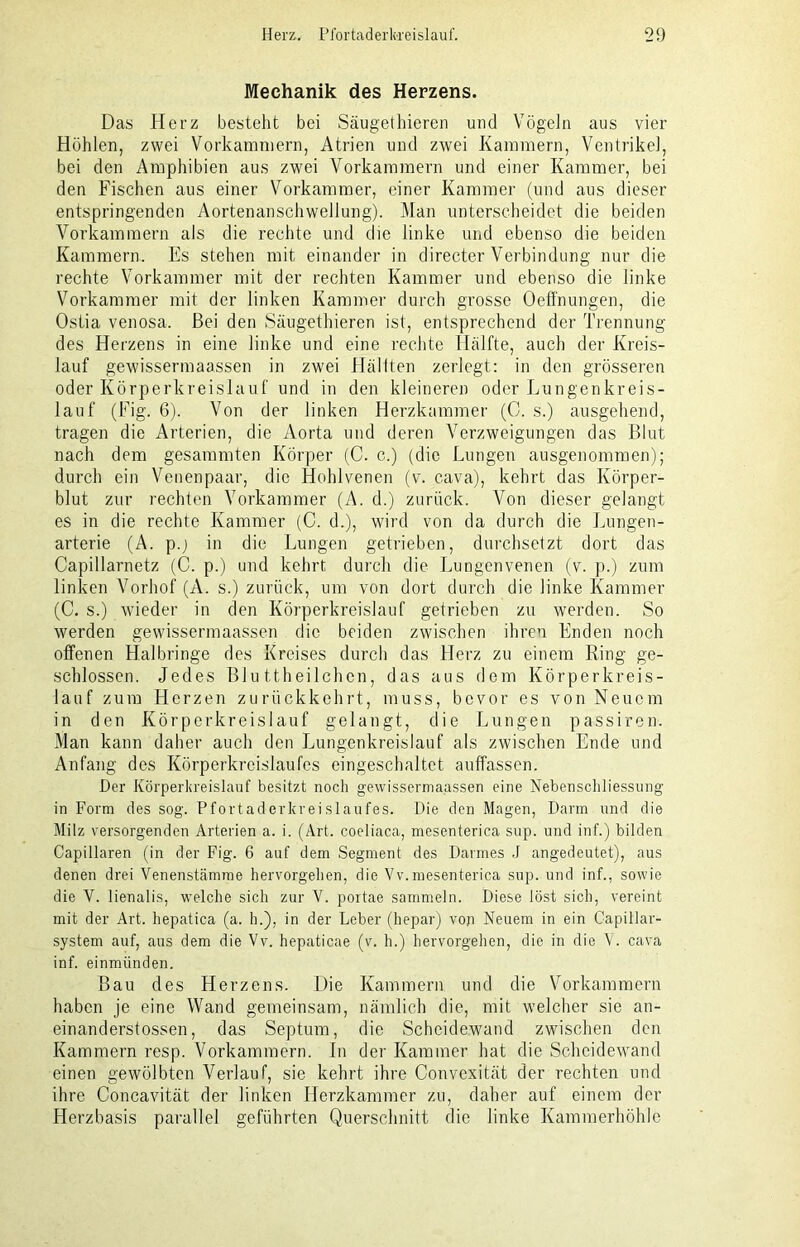 Mechanik des Herzens. Das Herz besteht bei Säugethieren und Vögeln aus vier Höhlen, zwei Vorkammern, Atrien und zwei Kammern, Ventrikel, bei den Amphibien aus zwei Vorkammern und einer Kammer, bei den Fischen aus einer Vorkammer, einer Kammer (und aus dieser entspringenden Aortenanschwellung). Man unterscheidet die beiden Vorkammern als die rechte und die linke und ebenso die beiden Kammern. Es stehen mit einander in directer Verbindung nur die rechte Vorkammer mit der rechten Kammer und ebenso die linke Vorkammer mit der linken Kammer durch grosse Oeffnungen, die Ostia venosa. Bei den Säugethieren ist, entsprechend der Trennung des Herzens in eine linke und eine rechte Hälfte, auch der Kreis- lauf gewissermaassen in zwei Hällten zerlegt: in den grösseren oder Körperkreislauf und in den kleineren oder Lungenkreis- lauf (Fig. 6). Von der linken Herzkammer (C. s.) ausgehend, tragen die Arterien, die Aorta und deren Verzweigungen das Blut nach dem gesammten Körper (C. c.) (die Lungen ausgenommen); durch ein Venenpaar, die Hohlvenen (v. c.ava), kehrt das Körper- blut zur rechten Vorkammer (A. d.) zurück. Von dieser gelangt es in die rechte Kammer (C. d.), wird von da durch die Lungen- arterie (A. p.j in die Lungen getrieben, durchsetzt dort das Capillarnetz (C. p.) und kehrt durch die Lungenvenen (v. p.) zum linken Vorhof (A. s.) zurück, um von dort durch die linke Kammer (C. s.) wieder in den Körperkreislauf getrieben zu werden. So werden gewissermaassen die beiden zwischen ihren Enden noch offenen Halbringe des Kreises durch das Herz zu einem Ring ge- schlossen. Jedes Blu ttheilchcn, das aus dem Körperkreis- lauf zum Herzen zurückkehrt, muss, bevor es von Neuem in den Körperkreislauf gelangt, die Lungen passiven. Man kann daher auch den Lungenkreislauf als zwischen Ende und Anfang des Körperkreislaufes eingeschaltet auffassen. Der Körperkreislauf besitzt noch gewissermaassen eine Nebenschliessung in Form des sog. Pfortaderkreislaufes. Die den Magen, Darm und die Milz versorgenden Arterien a. i. (Art. coeliaca, mesenterica sup. und inf.) bilden Capillaren (in der Fig. 6 auf dem Segment des Darmes J angedeutet), aus denen drei Venenstämme hervorgehen, die Vv.mesenterica sup. und inf., sowie die V. lienalis, welche sich zur V. portae sammeln. Diese löst sich, vereint mit der Art. hepatica (a. h.), in der Leber (hepar) von Neuem in ein Capillar- system auf, aus dem die Vv. hepaticae (v. h.) hervorgehen, die in die V. cava inf. einmünden. Bau des Herzens. Die Kammern und die Vorkammern haben je eine Wand gemeinsam, nämlich die, mit welcher sie an- einanderstossen, das Septum, die Scheidewand zwischen den Kammern resp. Vorkammern. In der Kammer hat die Scheidewand einen gewölbten Verlauf, sie kehrt ihre Convexität der rechten und ihre Concavität der linken Herzkammer zu, daher auf einem der Herzbasis parallel geführten Querschnitt die linke Kammerhöhle