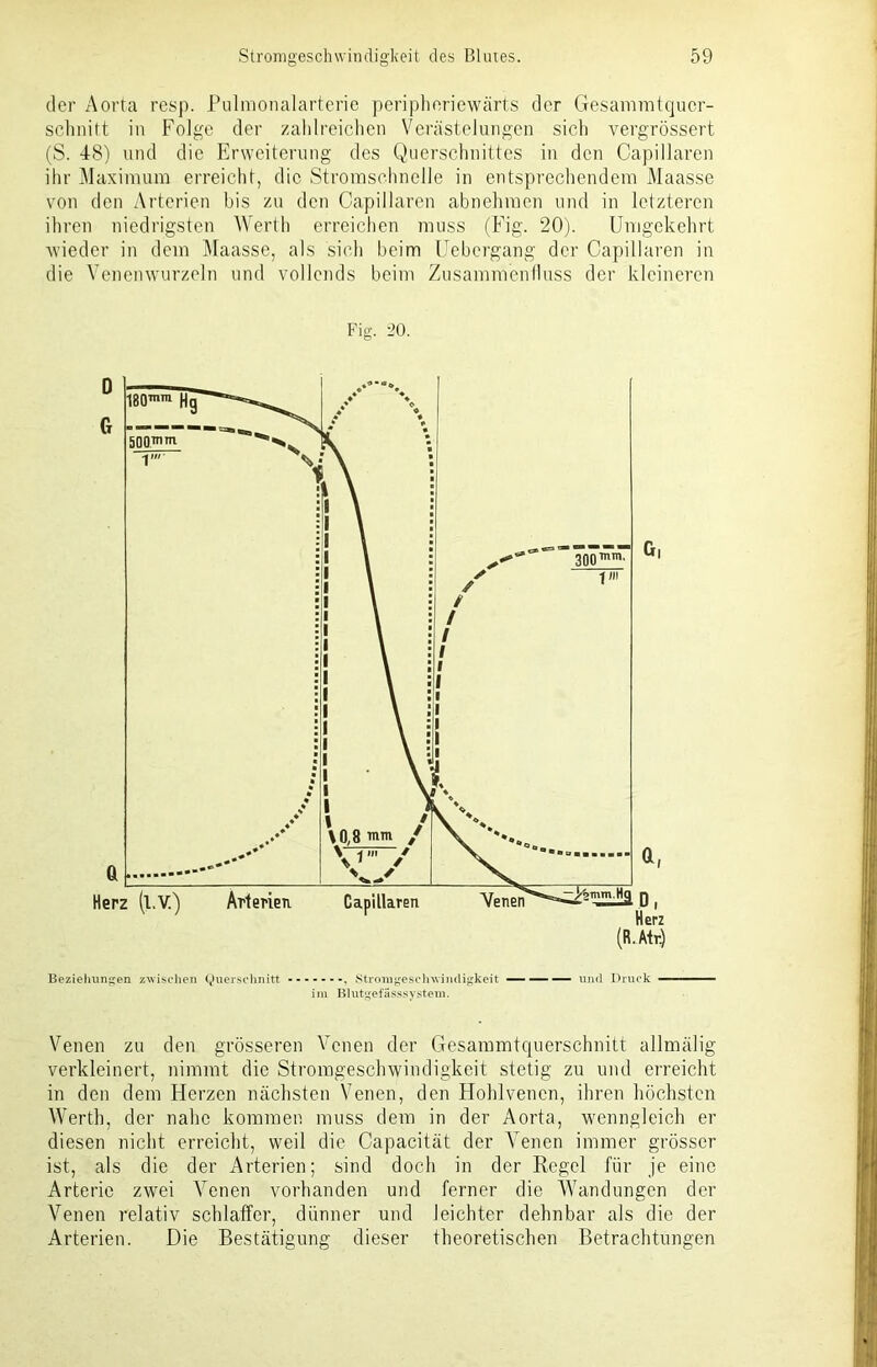 der Aorta resp. Pulmonalarterie pefipheriewärts der Gesammtqucr- schnitt in Folge der zahlreichen Verästelungen sich vergrössert (S. 48) und die Erweiterung des Querschnittes in den Capillaren ihr Maximum erreicht, die Stromschnelle in entsprechendem Maasse von den Arterien bis zu den Capillaren abnehmen und in letzteren ihren niedrigsten Werth erreichen muss (Fig. 20). Umgekehrt wieder in dem Maasse, als sich beim Uebergang der Capillaren in die Venenwurzeln und vollends beim Zusammenfluss der kleineren Fig. 20. Beziehungen zwischen Querschnitt Stromgesehwindigkeit und Druck im Bliitgefässsystem. Venen zu den grösseren Venen der Gesammtquerschnitt allmälig verkleinert, nimmt die Stromgeschwindigkeit stetig zu und erreicht in den dem Fierzen nächsten Venen, den Hohlvencn, ihren höchsten Werth, der nahe kommen muss dem in der Aorta, wenngleich er diesen nicht erreicht, weil die Capacität der Venen immer grösser ist, als die der Arterien; sind doch in der Regel für je eine Arterie zwei Venen vorhanden und ferner die Wandungen der Venen relativ schlaffer, dünner und leichter dehnbar als die der Arterien. Die Bestätigung dieser theoretischen Betrachtungen