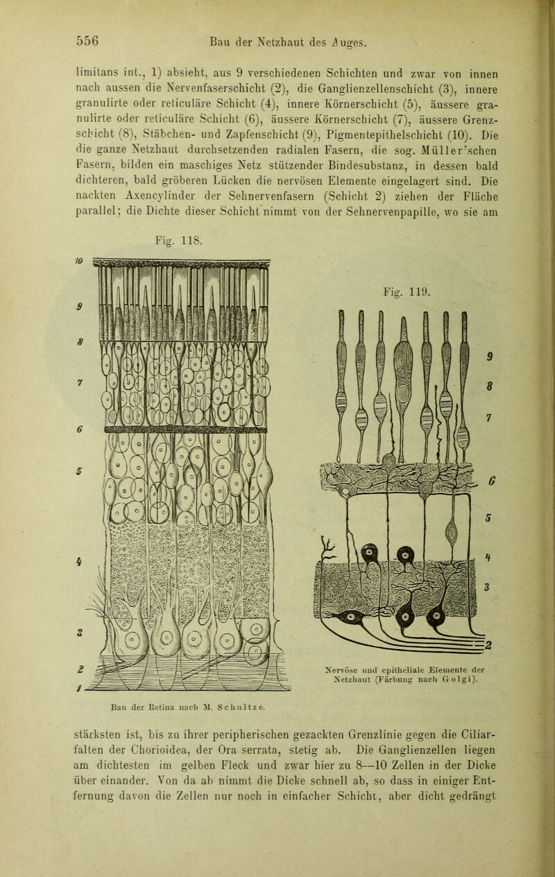 limitans int., 1) absieht, aus 9 verschiedenen Schichten und zwar von innen nach aussen die Nervenfaserschicht (2), die Ganglienzellenschicht (3), innere granulirte oder reticuläre Schicht (4), innere Körnerschicht (5), äussere gra- nulirte oder reticuläre Schicht (6), äussere Körnerschicht (7), äussere Grenz- schicht (8), Stäbchen- und Zapfenschicht (9), Pigmentepithelschicht (10). Die die ganze Netzhaut durchsetzenden radialen Fasern, die sog. Müller'sehen Fasern, bilden ein maschiges Netz stützender Bindesubstanz, in dessen bald dichteren, bald gröberen Lücken die nervösen Elemente eingelagert sind. Die nackten A.xencylinder der Sehnervenfasern (Schicht 2) ziehen der Fläche parallel: die Dichte dieser Schicht nimmt von der Sehnervenpapille, wo sie am Ban der Retina nach M. Schnitze. stärksten ist, bis zu ihrer peripherischen gezackten Grenzlinie gegen die Ciliar- falten der C'horioidea, der Ora serrata, stetig ab. Die Ganglienzellen liegen am dichtesten im gelben Fleck und zwar hier zu 8—10 Zellen in der Dicke über einander. Von da ab nimmt die Dicke schnell ab, so dass in einiger Ent- fernung davon die Zellen nur noch in einfacher Schicht, aber dicht gedrängt