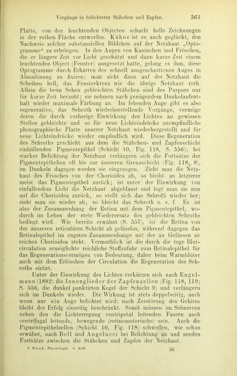 Platte, von der. leuchtenden Objecten scharfe helle Zeichnungen in der rothen Fläche entworfen. Kühne ist es auch geglückt, den Nachweis solcher substanziellen Bildchen auf der Netzhaut „Opto- gramme“ zu erbringen. In den Augen von Kaninchen und Fröschen, die er längere Zeit vor Licht geschützt und dann kurze Zeit einem leuchtenden Object (Fenster) ausgesetzt hatte, gelang es ihm, diese Optogramme durch Erhärten des schnell ausgeschnittenen Auges in Alaunlösung zu fixiren; man sieht dann auf der Netzhaut die Scheiben hell, das Fensterkreuz wie die übrige Netzhaut roth. Allein die beim Sehen gebleichten Stäbchen sind des Purpurs nur für kurze Zeit beraubt; sie nehmen nach genügendem Dunkelaufent- halt wieder maximale Färbung an. Im lebenden Auge gibt es also regenerative, das Sehroth wiederherstellende Vorgänge, vermöge deren die durch vorherige Einwirkung des Lichtes an gewissen Stellen gebleichte und so für neue Lichteindrücke unempfindliche photographische Platte unserer Netzhaut wiederhergestellt und für neue Lichteindrücke wieder empfindlich wird. Diese Regeneration des Sehroths geschieht aus dem die Stäbchen- und Zapfenschicht einhüllenden Pigmentepithel (Schicht 10, Fig. 118, S. 556); bei starker Belichtung der Netzhaut verlängern sich die Fortsätze der Pigmentepithclien oft bis zur äusseren Grenzschicht (Fig. 118, 8), im Dunkeln dagegen werden sie eingezogen. Zieht man die Netz- haut des Frosches von der Chorioidea ab, so bleibt an letzterer meist das Pigmentepithel zurück; ist unter der Einwirkung von einfallendem Licht die Netzhaut abgeblasst und legt man sie nun auf die Chorioidea zurück, so stellt sich das Sehroth wieder her; zieht man sie wieder ab, so bleicht das Sehroth u. s. f. Es ist also der Zusammenhang der Retina mit dem Pigmentepithel, wo- durch im Leben der stete Wiederersatz des gebleichten Sehroths bedingt wird. Wie bereits erwähnt (S. 557), ist die Retina von der äusseren reticulären Schicht ab gefässlos, während dagegen das Retinalepithel im engsten Zusammenhänge mit der an Gefässen so reichen Chorioidea steht, Vermuthlich ist die durch die rege Blut- circulation ermöglichte reichliche Stoffzufuhr zum Retinalepithel für das Regenerationsvermögen von Bedeutung, daher beim Warmblüter auch mit dem Erlöschen der Circulation die Regeneration des Seh- roths sistirt. Unter der Einwirkung des Lichtes verkürzen sich nach Engel - mann(1882) die Innenglieder der Zapfenzellen (Fig. 118, 119; S. 556, die dunkel punktirten Kegel der Schicht 9) und verlängern sich im Dunkeln wieder. Die Wirkung ist stets doppelseitig, auch wenn nur ein Auge belichtet wird; nach Zerstörung des Gehirns bleibt der Erfolg einseitig beschränkt. Somit müssen im Sehnerven neben den die Lichterregung centripetal leitenden Fasern auch centrifugal leitende, bewegende (retinomotorische) sein. Auch die Pigmentepithelzellen (Schicht 10, Fig. 118) schwellen, wie schon erwähnt, nach Boll und Angelucci bei Belichtung an und senden Fortsätze zwischen die Stäbchen und Zapfen der Netzhaut. I. Munk, Physiologie. 6. Aufl. Q0