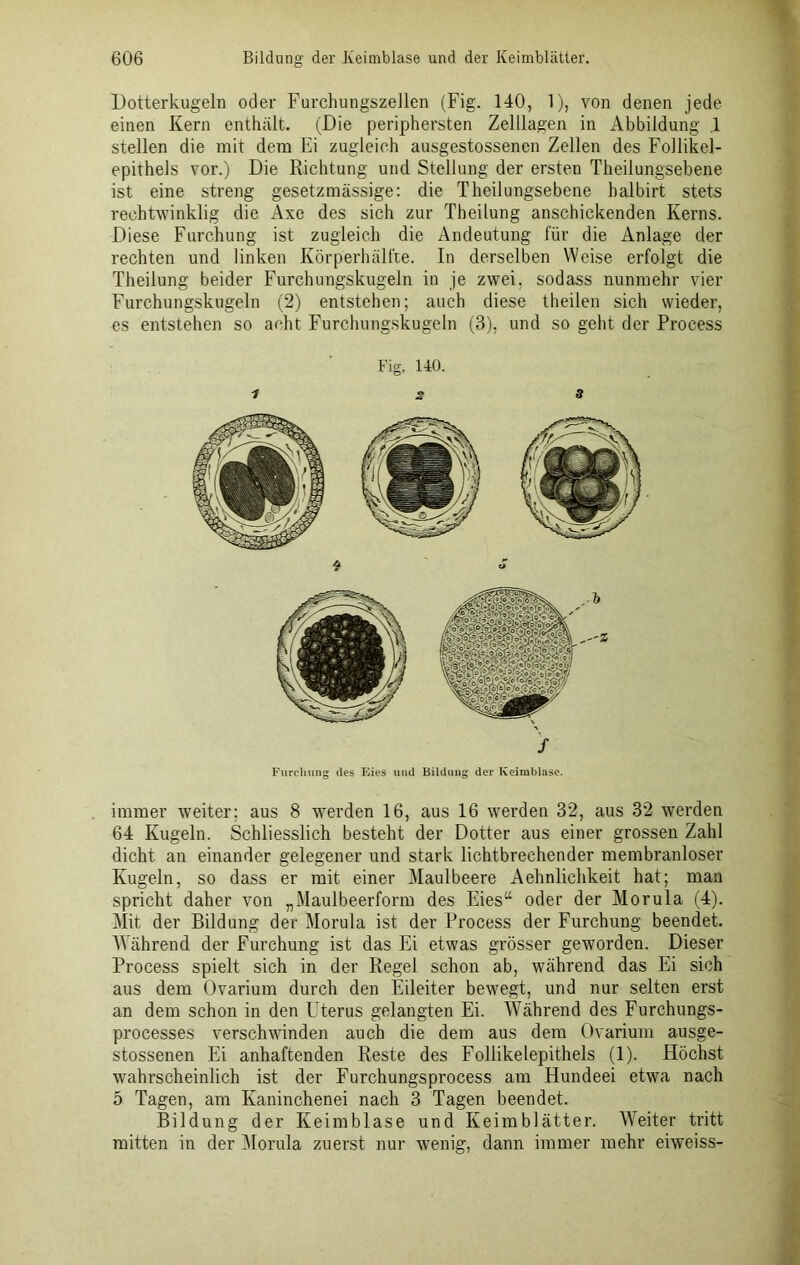 Dotterkugeln oder Furchungszellen (Fig. 140, 1), von denen jede einen Kern enthält. (Die periphersten Zelilagen in Abbildung .1 stellen die mit dem Ei zugleich ausgestossenen Zellen des Follikel- epithels vor.) Die Richtung und Stellung der ersten Theilungsebene ist eine streng gesetzmässige: die Theilungsebene halbirt stets rechtwinklig die Axe des sich zur Theilung anschickenden Kerns. Diese Furchung ist zugleich die Andeutung für die Anlage der rechten und linken Körperhälfte. In derselben Weise erfolgt die Theilung beider Furchungskugeln in je zwei, sodass nunmehr vier Furchungskugeln (2) entstehen; auch diese theilen sich wieder, es entstehen so acht Furchungskugeln (3), und so geht der Process Fig. 140. 1 2 8 's Furchung des Eies und Bildung der Keimblase. immer weiter; aus 8 werden 16, aus 16 werden 32, aus 32 werden 64 Kugeln. Schliesslich besteht der Dotter aus einer grossen Zahl dicht an einander gelegener und stark lichtbrechender membranloser Kugeln, so dass er mit einer Maulbeere Aehnlichkeit hat; man spricht daher von „Maulbeerform des Eies“ oder der Morula (4). Mit der Bildung der Morula ist der Process der Furchung beendet. Während der Furchung ist das Ei etwas grösser geworden. Dieser Process spielt sich in der Regel schon ab, während das Ei sich aus dem Ovarium durch den Eileiter bewegt, und nur selten erst an dem schon in den Uterus gelangten Ei. Während des Furchungs- processes verschwänden auch die dem aus dem Ovarium ausge- stossenen Ei anhaftenden Reste des Foliikelepithels (1). Höchst wahrscheinlich ist der Furchungsprocess am Hundeei etwra nach 5 Tagen, am Kaninchenei nach 3 Tagen beendet. Bildung der Keimblase und Keimblätter. Weiter tritt mitten in der Morula zuerst nur wenig, dann immer mehr eiweiss-