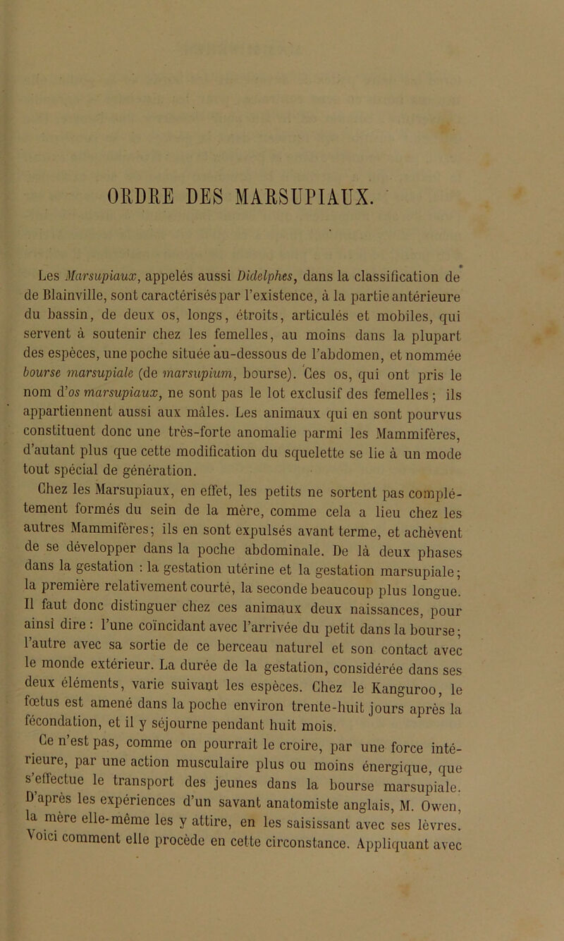 ORDRE DES MARSUPIAUX. • Les Marsupiaux, appelés aussi Diclelphes, dans la classification de de Blainville, sont caractérisés par l’existence, à la partie antérieure du bassin, de deux os, longs, étroits, articulés et mobiles, qui servent à soutenir chez les femelles, au moins dans la plupart des espèces, une poche située au-dessous de l’abdomen, et nommée bourse marsupiale (de marsupium, bourse). Ces os, qui ont pris le nom d’os marsupiaux, ne sont pas le lot exclusif des femelles ; ils appartiennent aussi aux mâles. Les animaux qui en sont pourvus constituent donc une très-forte anomalie parmi les Mammifères, d autant plus que cette modification du squelette se lie à un mode tout spécial de génération. Chez les Marsupiaux, en effet, les petits ne sortent pas complè- tement formés du sein de la mère, comme cela a lieu chez les autres Mammifères; ils en sont expulsés avant terme, et achèvent de se développer dans la poche abdominale. De là deux phases dans la gestation : la gestation utérine et la gestation marsupiale ; la première relativement courté, la seconde beaucoup plus longue! Il faut donc distinguer chez ces animaux deux naissances, pour ainsi dire . 1 une coïncidant avec l’arrivée du petit dans la bourse; l’autre avec sa sortie de ce berceau naturel et son contact avec le monde extérieur. La durée de la gestation, considérée dans ses deux éléments, varie suivant les espèces. Chez le Kanguroo, le fœtus est amené dans la poche environ trente-huit jours après la fécondation, et il y séjourne pendant huit mois. Ce n’est pas, comme on pourrait le croire, par une force inté- rieure, par une action musculaire plus ou moins énergique, que s’effectue le transport des jeunes dans la bourse marsupiale. D’après les expériences d’un savant anatomiste anglais, M. Owen, la mère elle-même les y attire, en les saisissant avec ses lèvres! Voici comment elle procède en cette circonstance. Appliquant avec