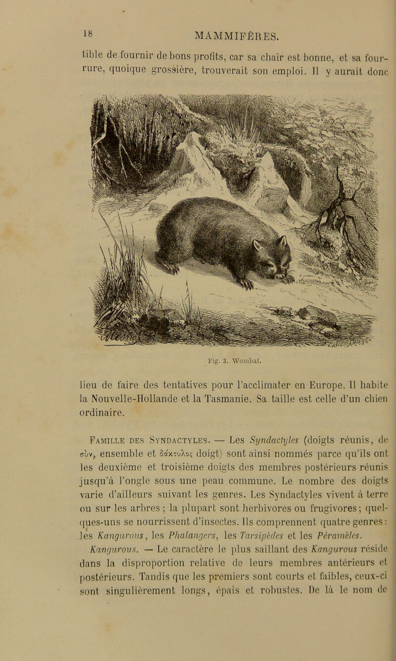 lible de fournir de bons profits, car sa chair est bonne, et sa four- rure, quoique grossière, trouverait son emploi. 11 y aurait donc Fig. 3. Woiiibat. lieu de faire des tentatives pour l’acclimater en Europe. Il habite ; la Nouvelle-Hollande et la Tasmanie. Sa taille est celle d’un chien 1 ordinaire. Famille des Syndactyles. — Les Syndaclyles (doigts réunis, de (tùv, ensemble et èixxuloc. doigt) sont ainsi nommés parce qu’ils ont les deuxième et troisième doigts des membres postérieurs réunis jusqu’à l’ongle sous une peau commune. Le nombre des doigts varie d’ailleurs suivant les genres. Les Syndactyles vivent à terre ou sur les arbres ; la ))lupart sont herbivores ou frugivores; quel- (lues-uns se nourrissent d’insectes. Ils comprennent quatre genres: les Kangarous, les Phalangcrs, les Tarsipccles et les Péramèles. Kangurous. — Le caractère le plus saillant des Kangurous réside dans la disproportion relative de leurs membres antérieurs et postérieurs. Tandis que les premiers sont courts et faibles, ceux-ci sont singulièrement longs, épais et robustes. De là le nom de