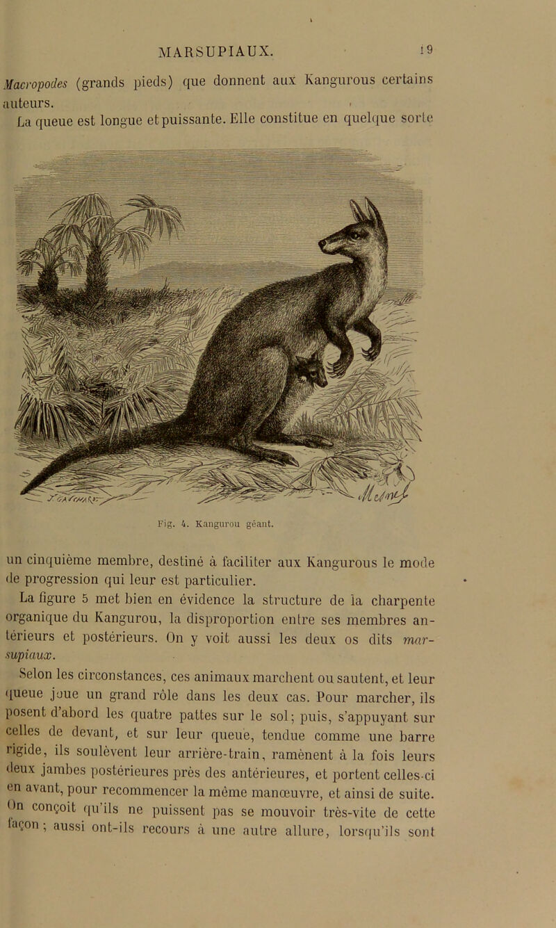 Macropodes (grands pieds) que donnent aux Kangurous certains auteurs. La queue est longue et puissante. Elle constitue en quelque sorte Fig. 4. Kangurou géant. un cinquième membre, destiné à faciliter aux Kangurous le mode de progression qui leur est particulier. La ligure 5 met bien en évidence la structure de la charpente organique du Kangurou, la disproportion entre ses membres an- térieurs et postérieurs. On y voit aussi les deux os dits mar- supiaux. Selon les circonstances, ces animaux marchent ou sautent, et leur queue joue un grand rôle dans les deux cas. Pour marcher, ils posent dabord les quatre pattes sur le sol; puis, s’appuyant sur celles de devant, et sur leur queue, tendue comme une barre rigide, ils soulèvent leur arrière-train, ramènent à la fois leurs deux jambes postérieures près des antérieures, et portent celles-ci en avant, pour recommencer la môme manœuvre, et ainsi de suite. On conçoit qu’ils ne puissent pas se mouvoir très-vite de cette tiiçon , aussi ont-ils recours a une autre allure, lorsqu’ils sont