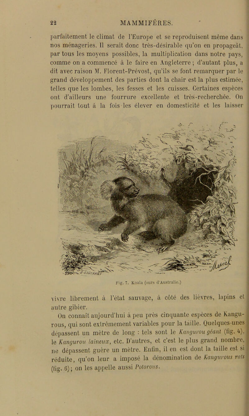 ])arfaitement le climat de l’Europe et se reproduisent même dans nos ménageries. Tl serait donc très-désiral)le (ju’on en propageât, par tous les moyens possibles, la multiplication dans notre pays, comme on a commencé à le faire en Angleterre ; d’autant plus, a dit avec raison M. Florent-Prévost, qu’ils se font remarquer par le grand développement des parties dont la chair est la plus estimée, telles que les lombes, les fesses et les cuisses. Certaines espèces ont d’ailleurs une fourrure excellente et très-recherchée. On pourrait tout à la fois les élever en domesticité et les laisser Fig. 7. Koala (ours d'Australie.) vivre librement à l’état sauvage, à coté des lièvres, lapins et autre gibier. On connaît aujourd’hui à peu près cinquante espèces de Kangu- rous, qui sont extrêmement variables pour la taille. Quelques-unes dépassent un mètre de long : tels sont le Kaitgurou géant (fig. 4). le Kangurov laineux, etc. D’autres, et c’est le plus grand nombre, ne dépassent guère un mètre. Enlin, il en est dont la taille est si réduite, qu’on leur a imposé la dénomination de Kangiirous rats (tig. 6) ; on les appelle aussi Polorous.